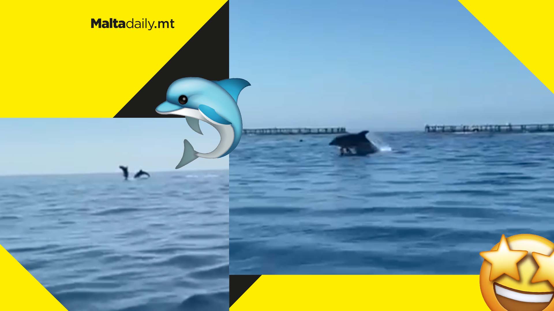 Dolphins spotted close to Marsaskala bay
