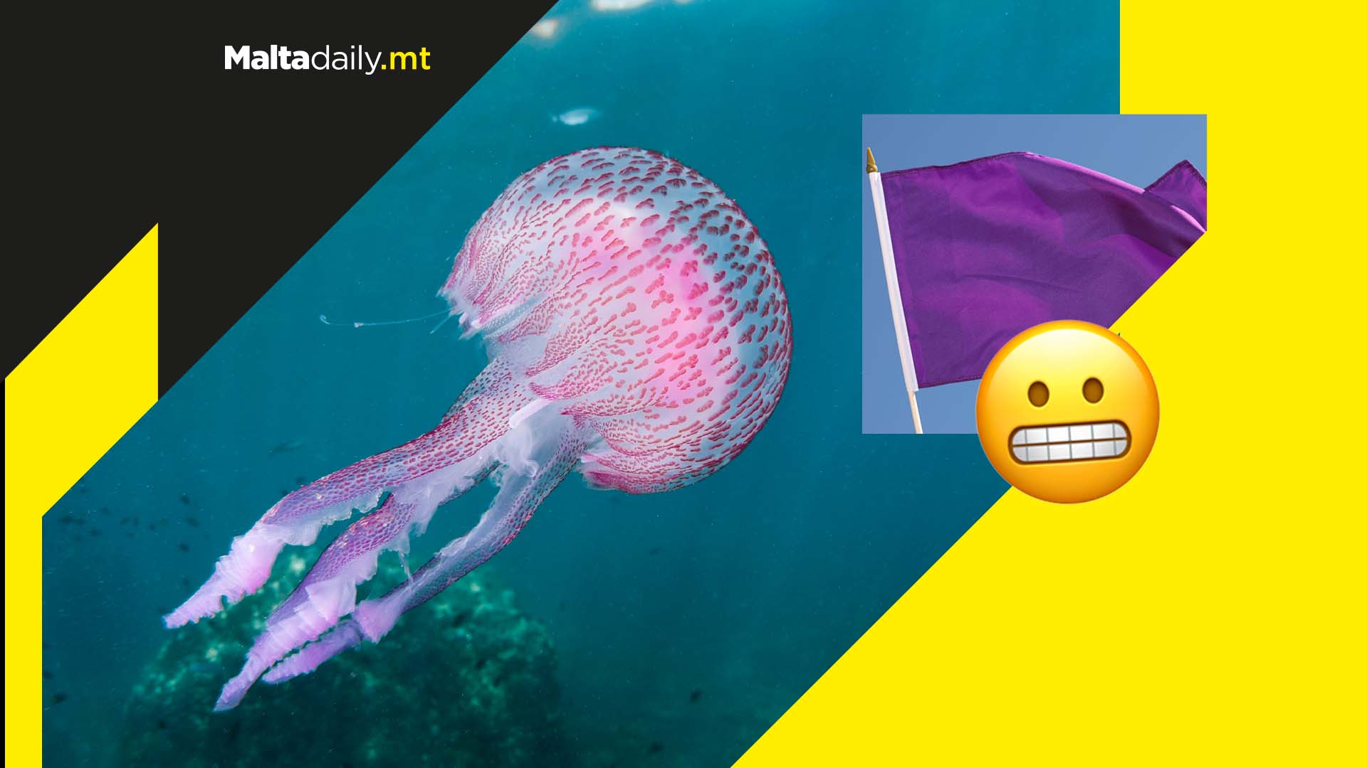 Urgent warning issued as jellyfish invade Maltese waters