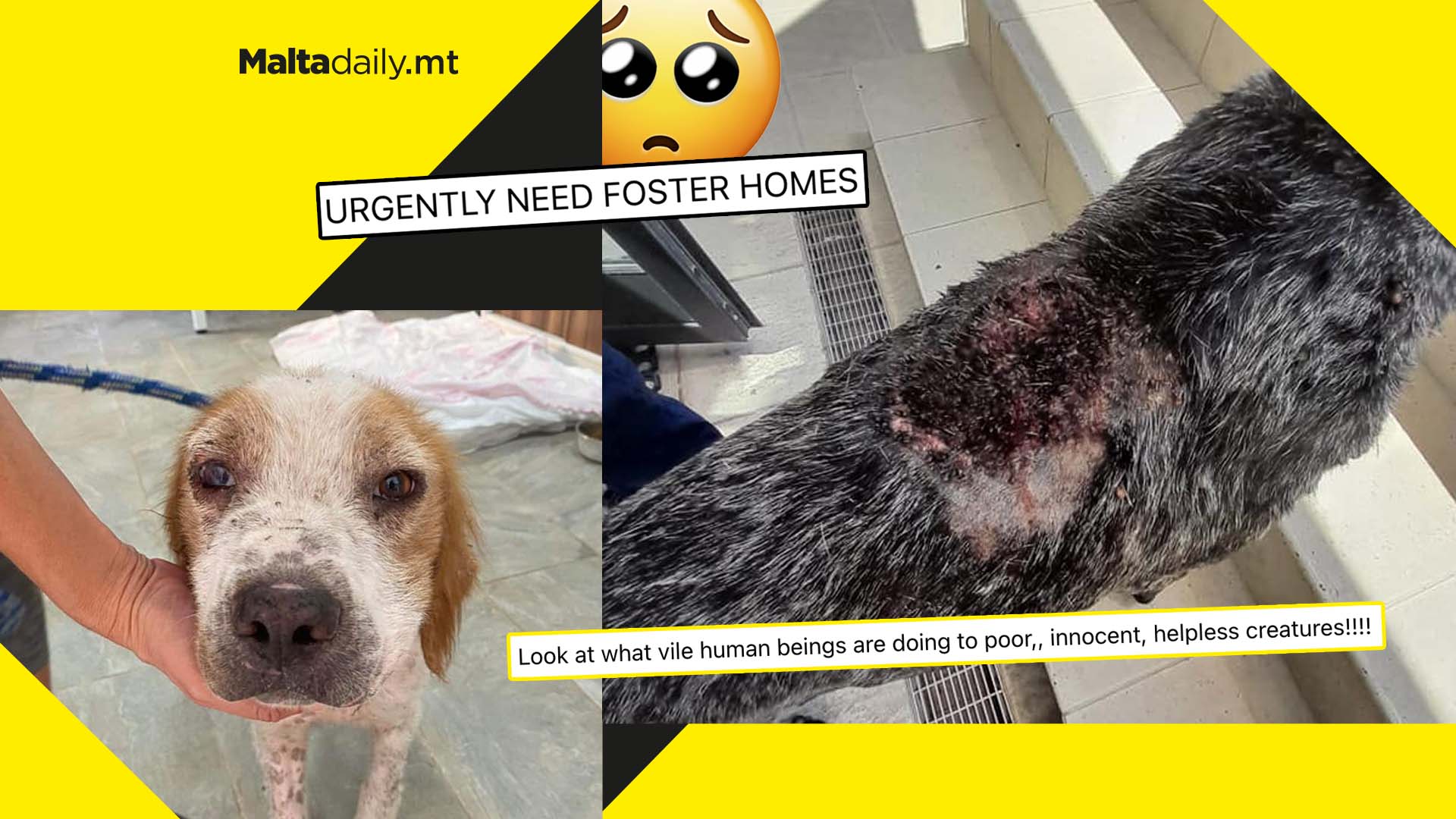 Abused dogs looking for foster homes as local shares shocking pictures