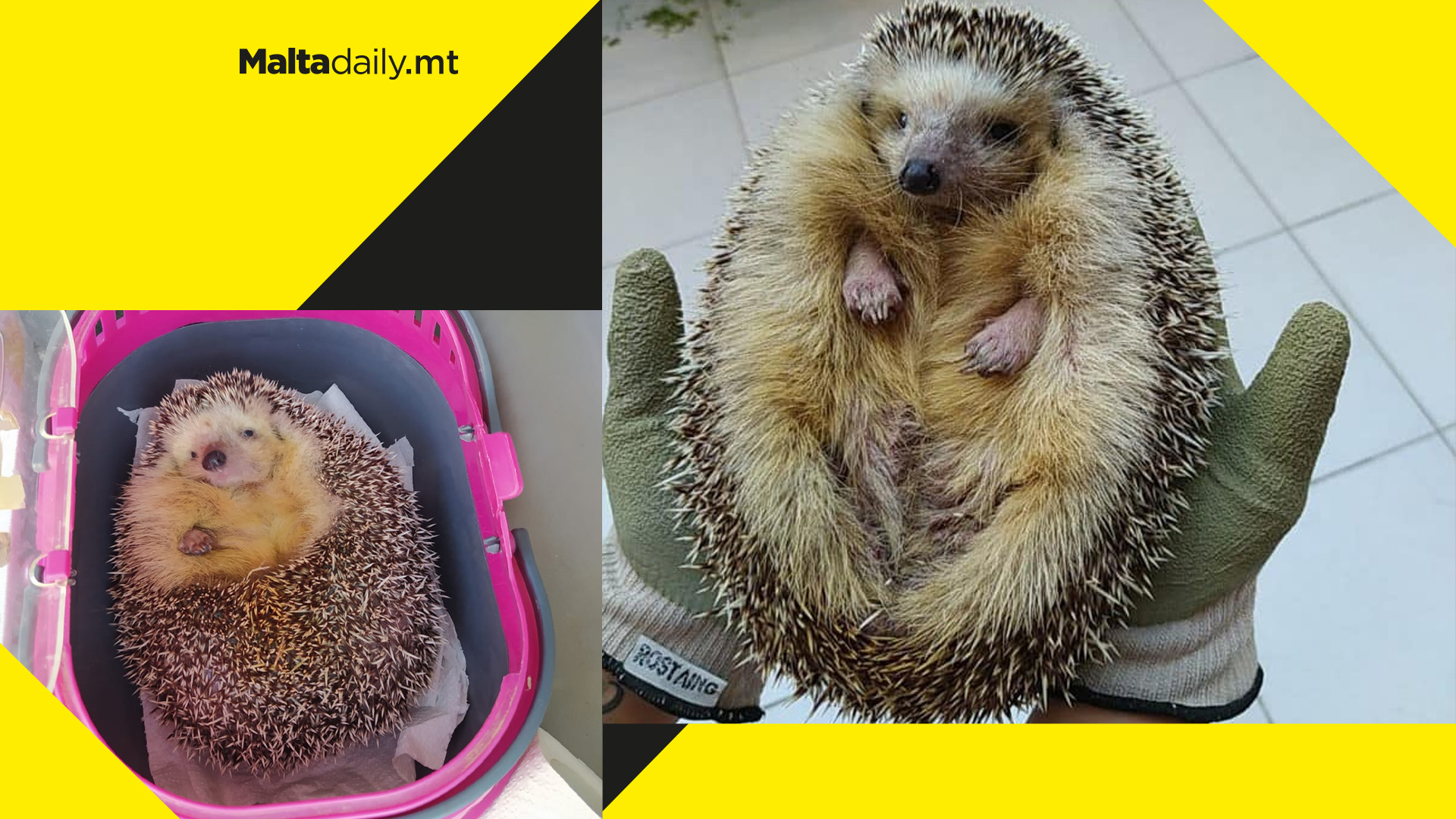 Hedgehog illegally kept as a pet retrieved by Wildlife Rescue Team