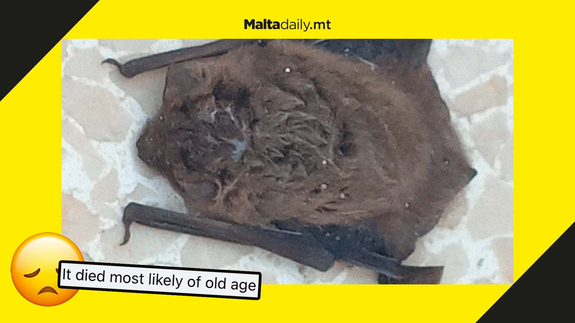 Maltese woman finds massive dead bat on her balcony