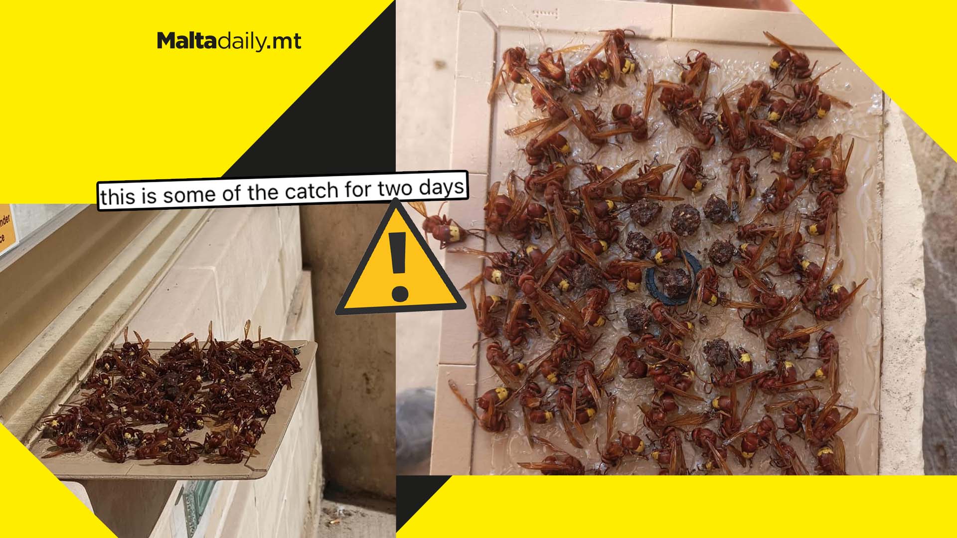Homeowner shows critical state of Malta's hornet infestation in alarming trap photos