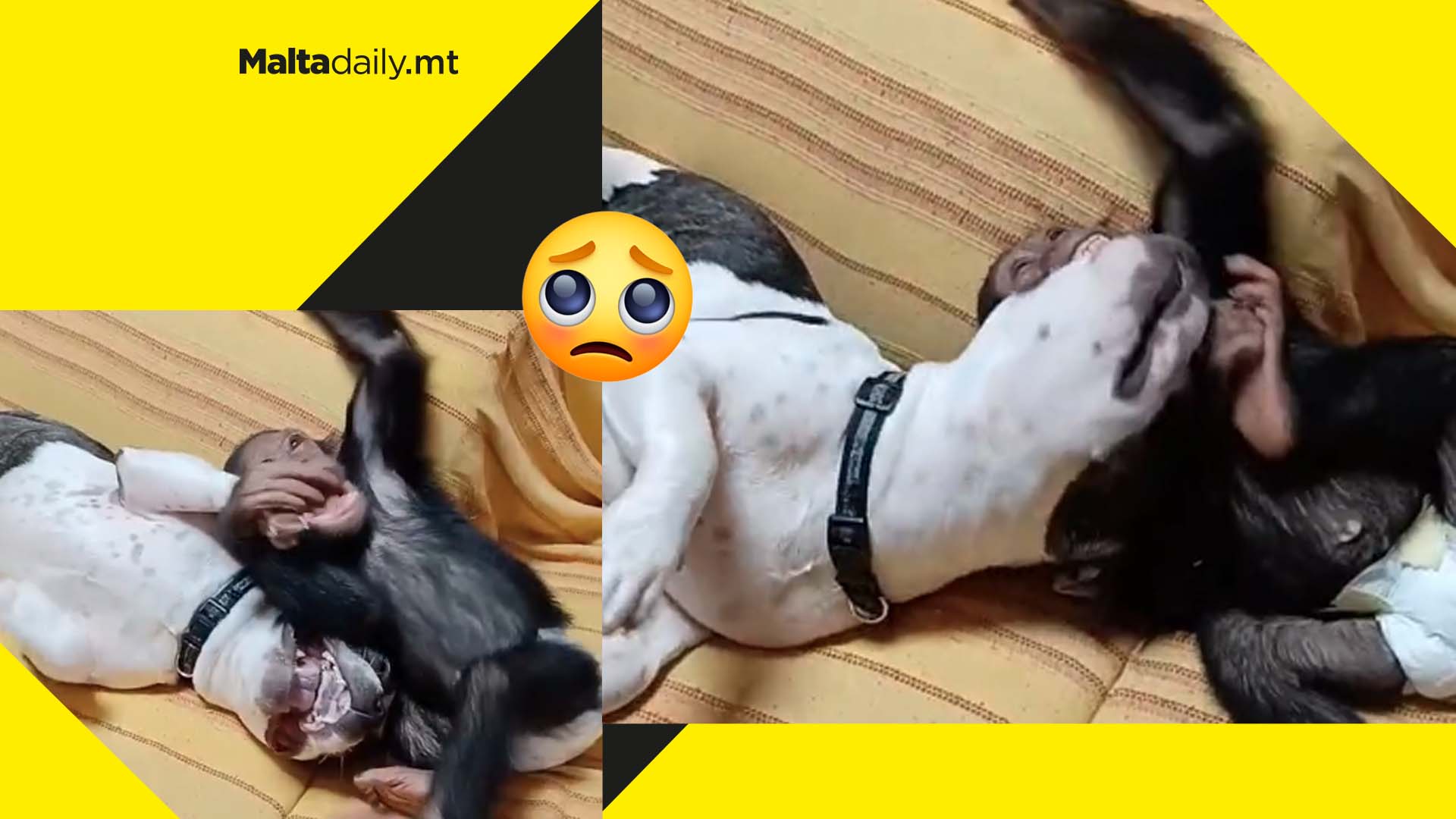 Local pet chimpanzee and dog become best of friends