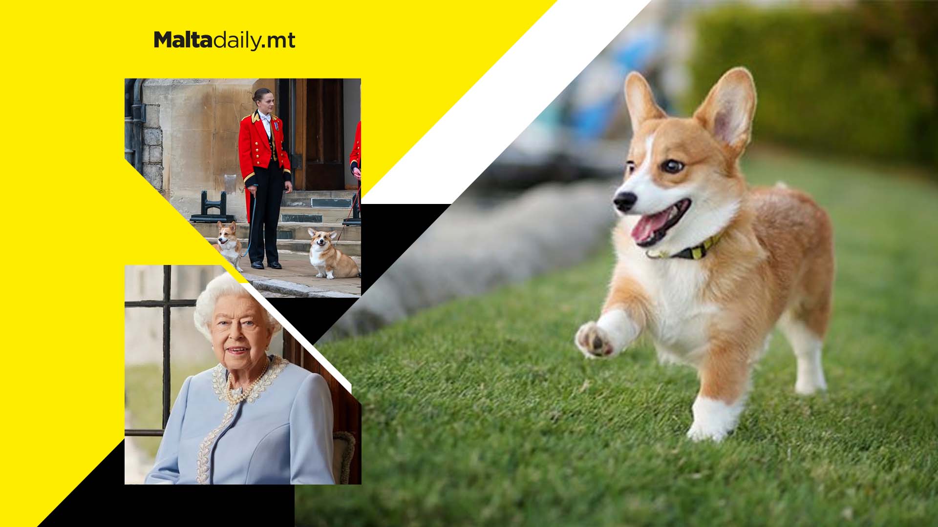 Demand and price of corgis sky-rockets after Queen's funeral
