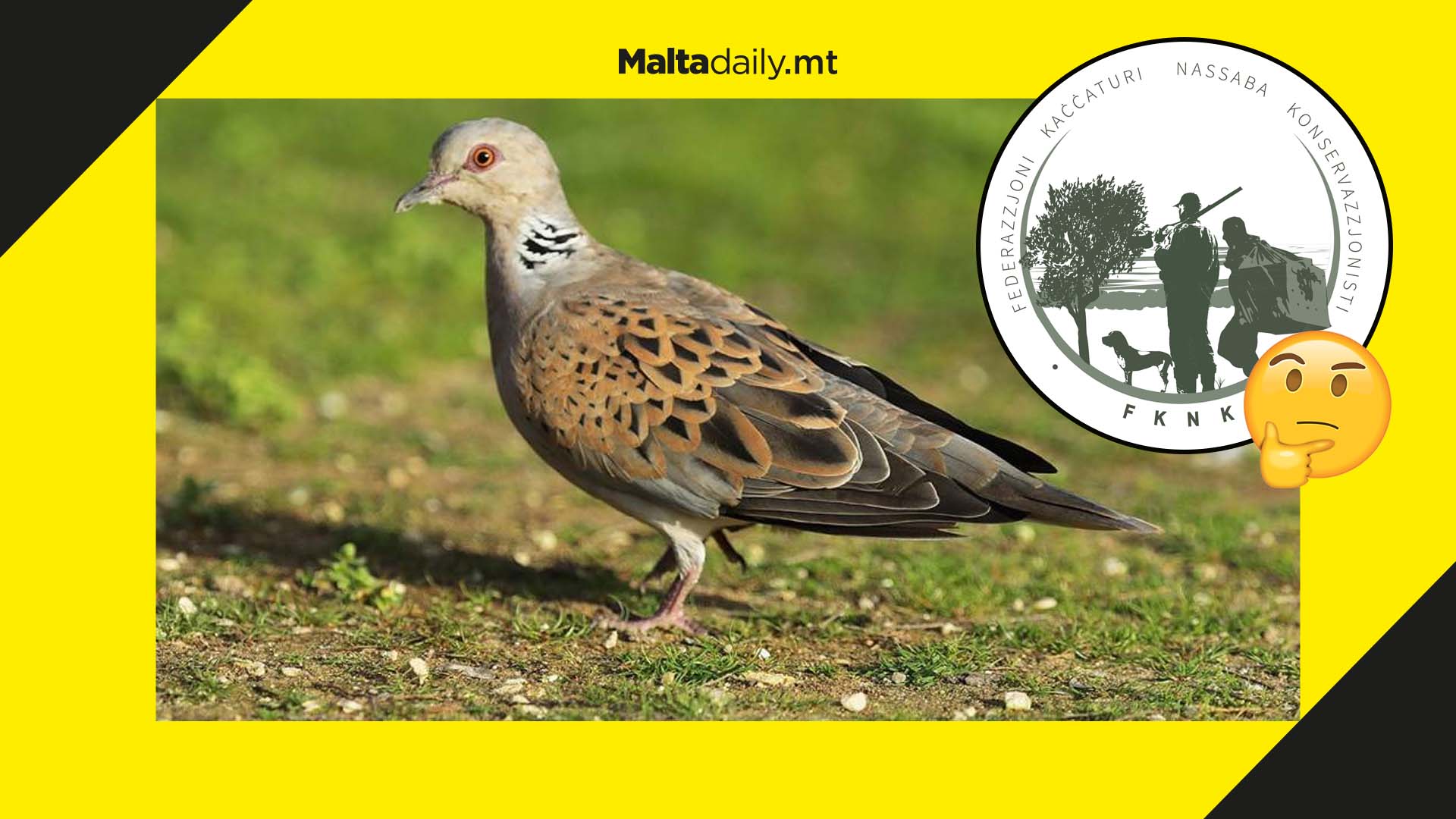 Research shows turtle dove hunting is sustainable say FKNK