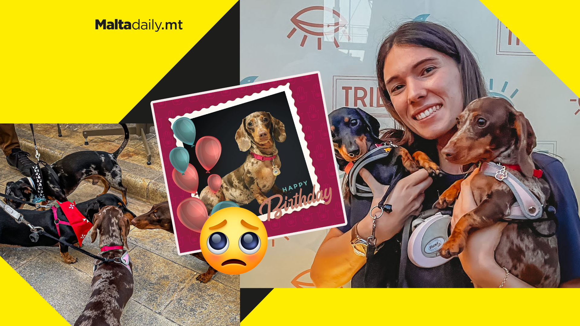 Sausage Dog Party brings dachshunds and owners to Tribe Malta