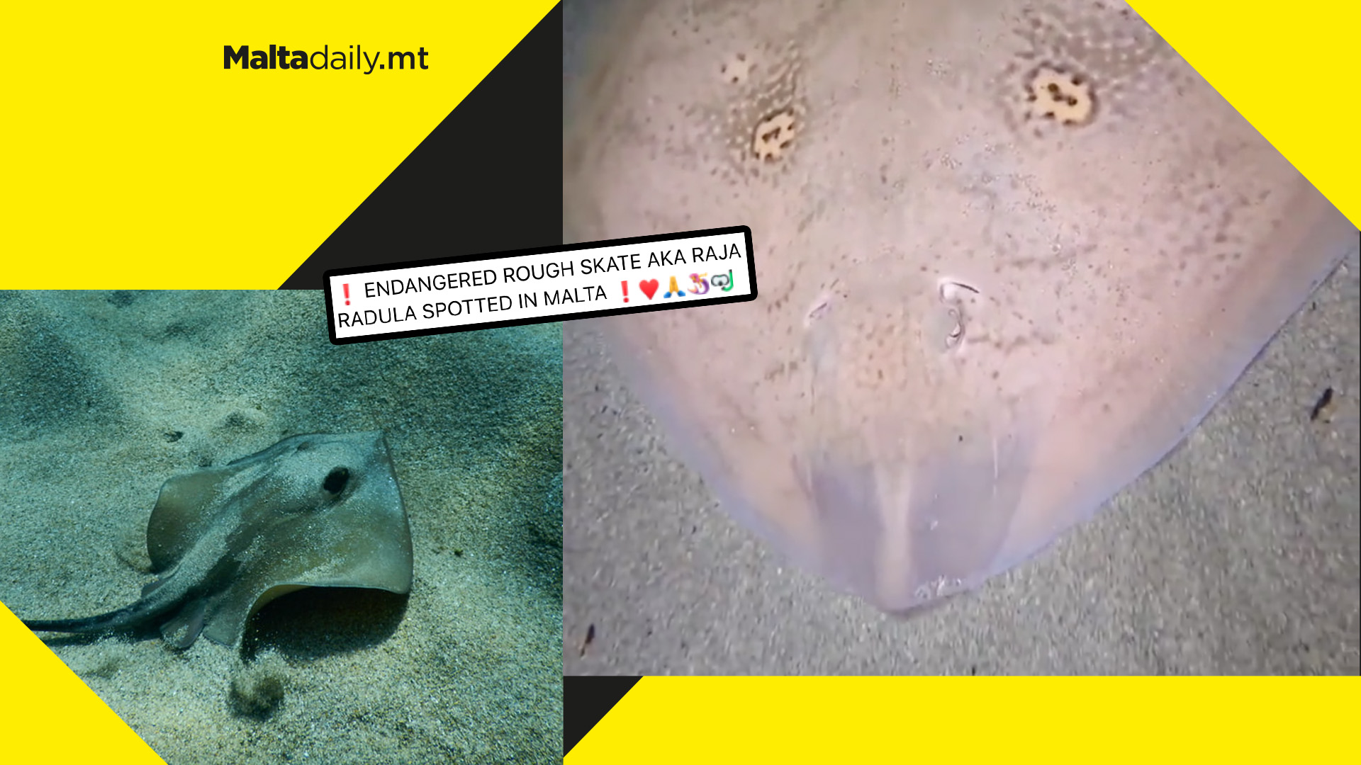 WATCH: Endangered ray species 'Raja Radula' spotted in Maltese waters
