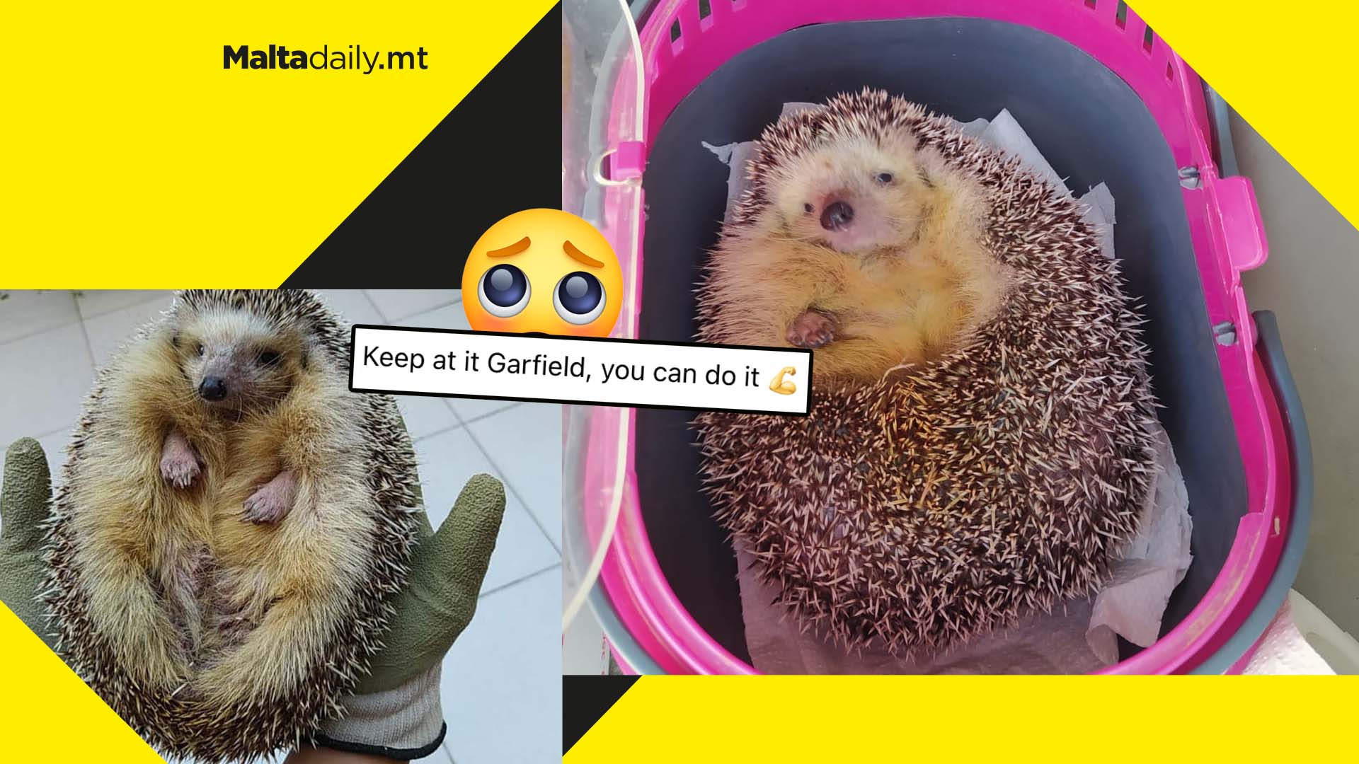 Diet and exercise for Garfield, Malta’s fattest rescued hedgehog