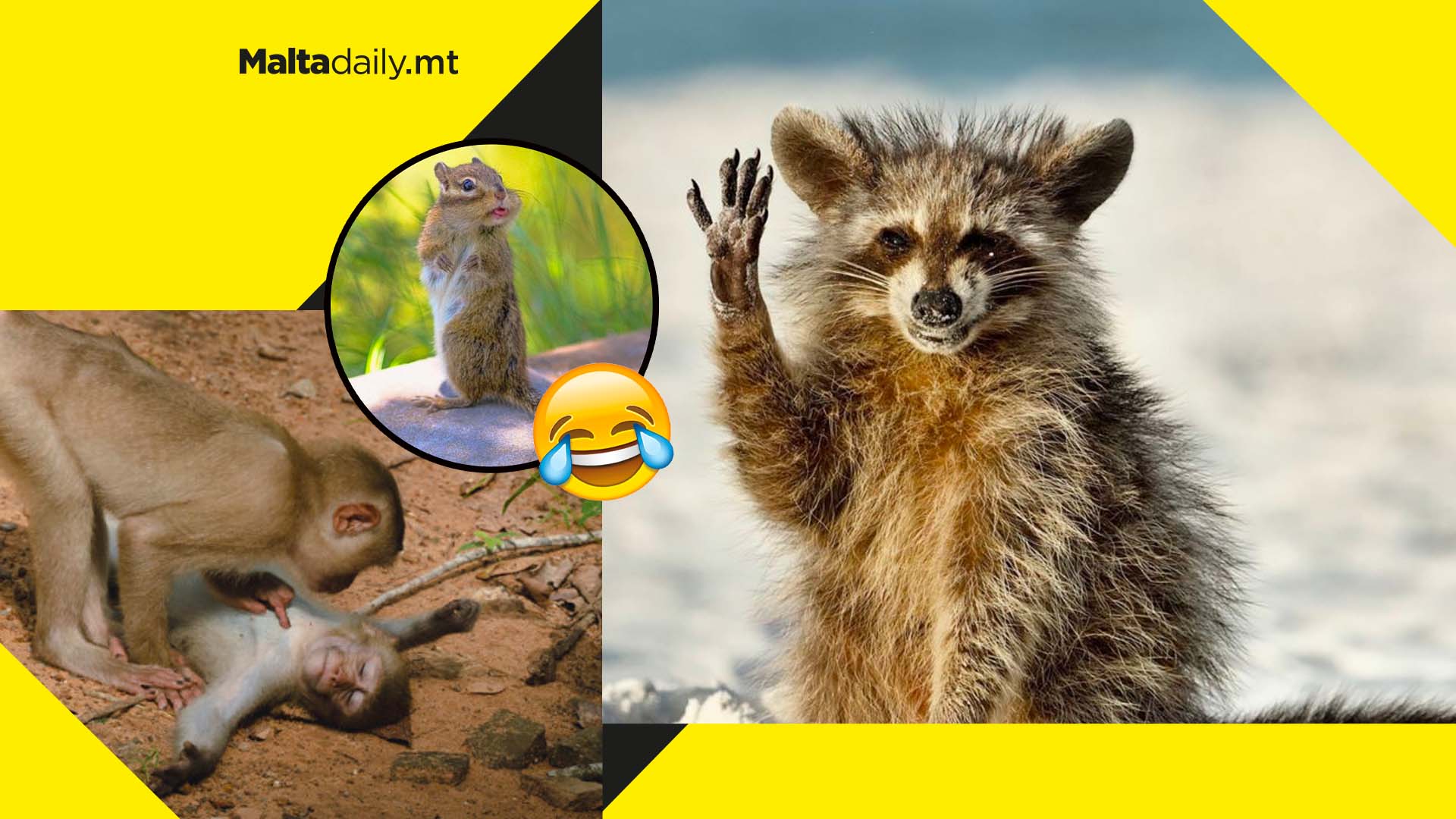 Here are some Comedy Wildlife Photo Awards finalists for 2022