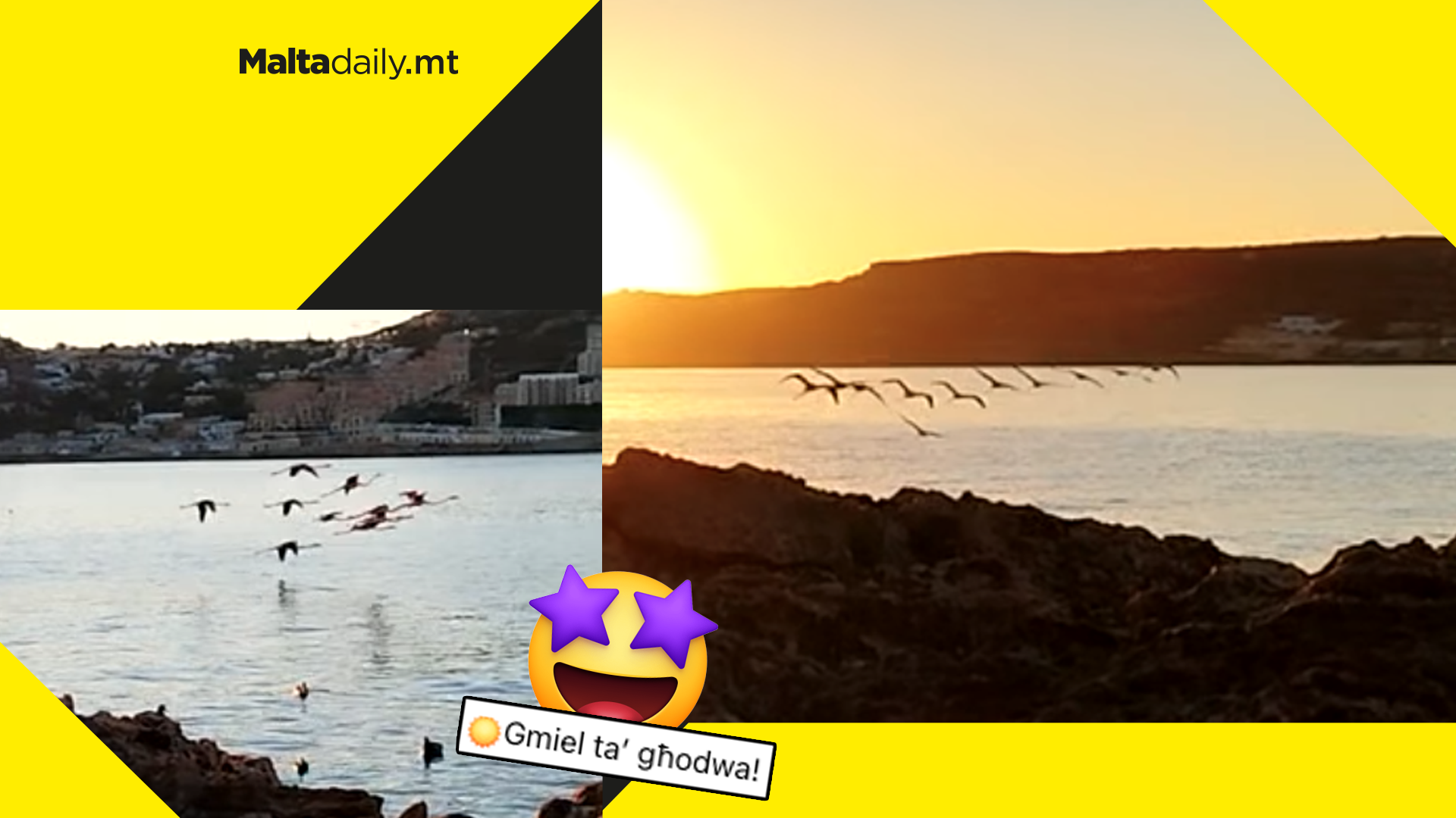 Bird flock filmed flying during gorgeous Maltese sunrise
