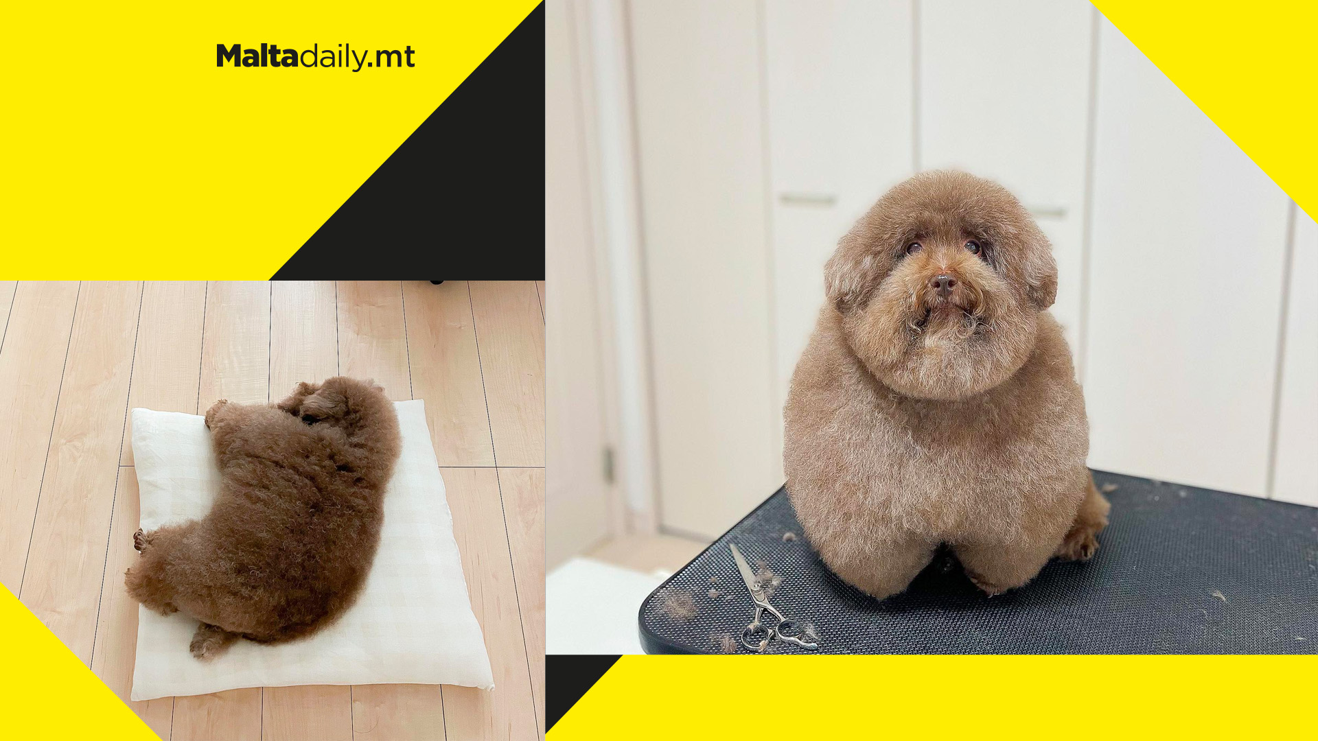 Toy poodle called 'World's Cutest Dog' goes viral for being completely round