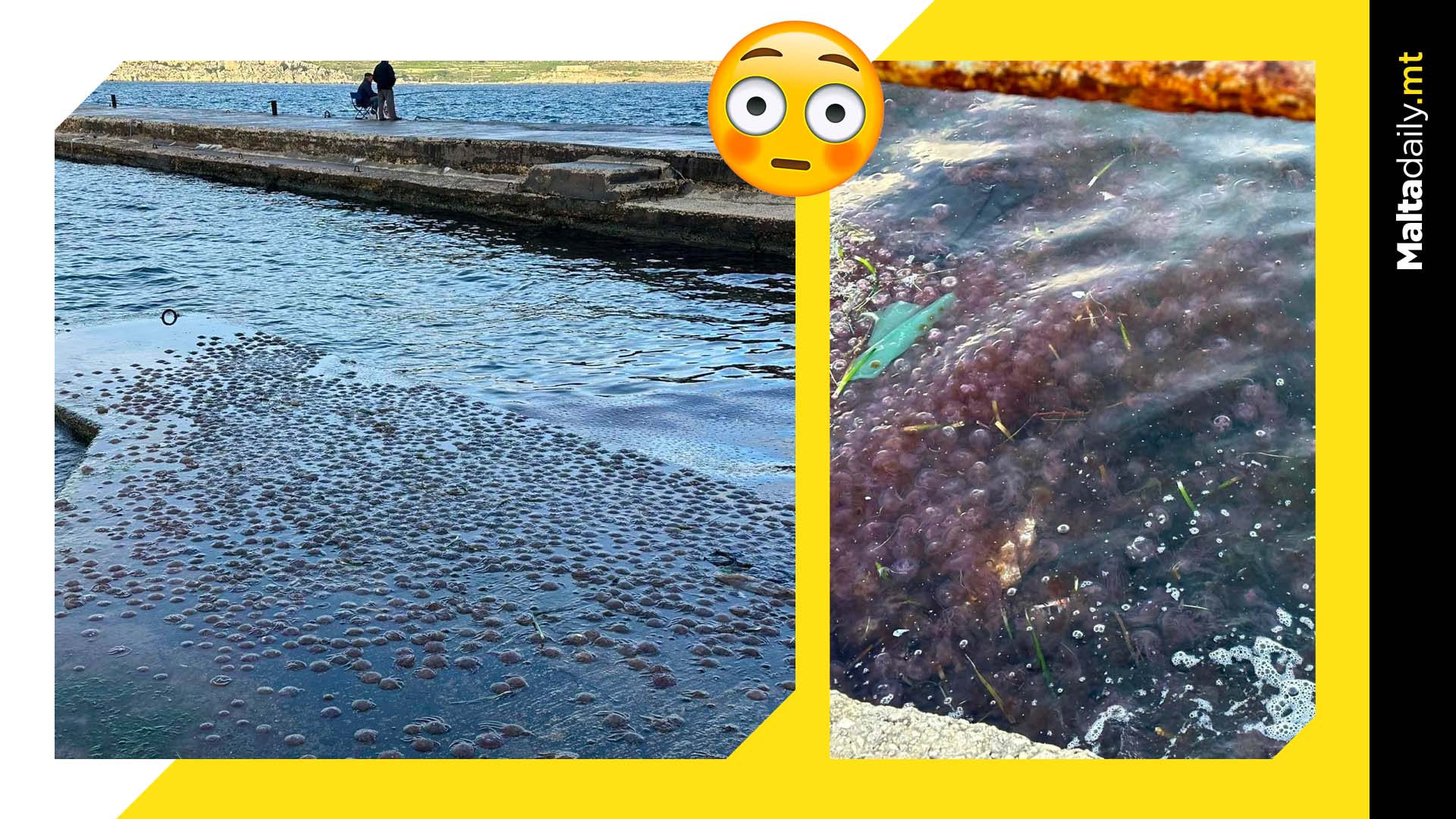 Massive jellyfish invasion in St Paul’s Bay