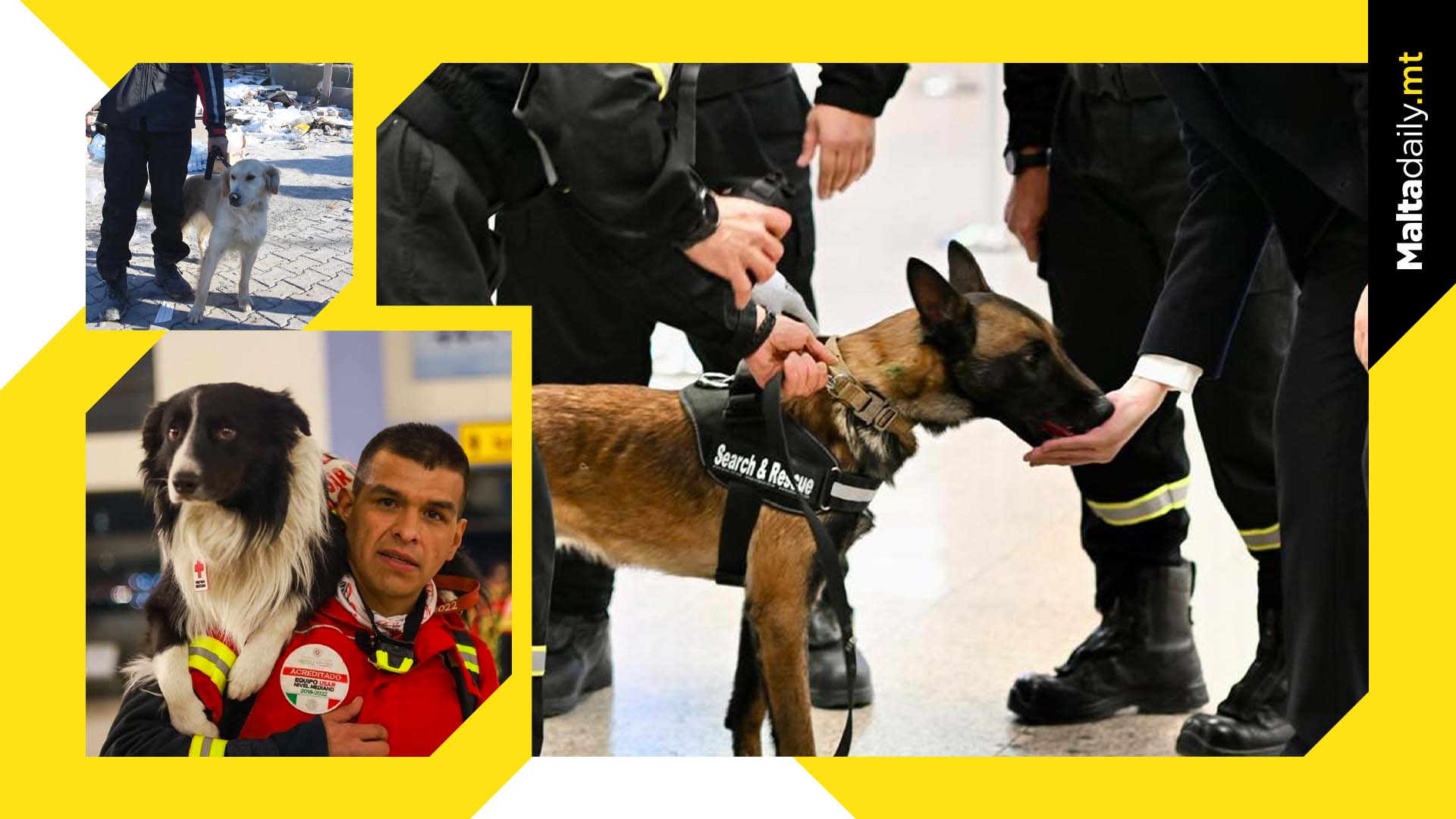 Honouring the rescue dogs finding survivors in Turkey and Syria