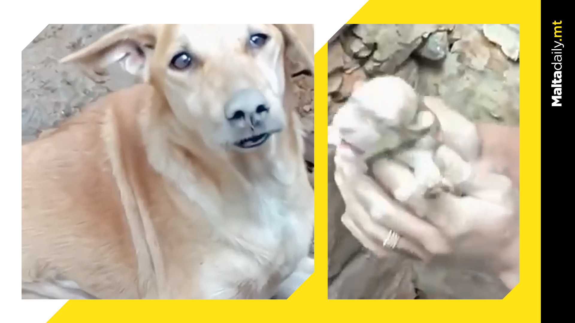 Dog sniffs out and rescues puppies from beneath earthquake rubble