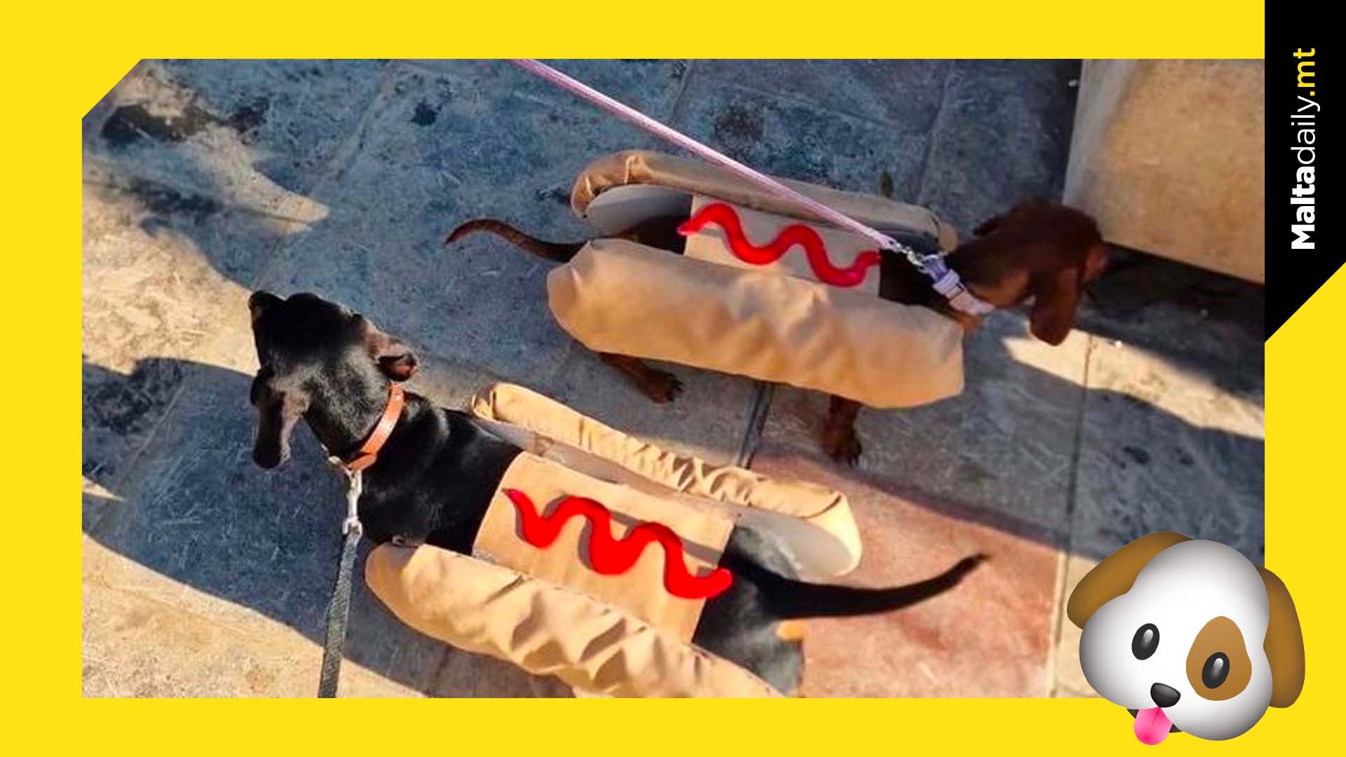 Pets join in on Carnival fun with adorable costumes