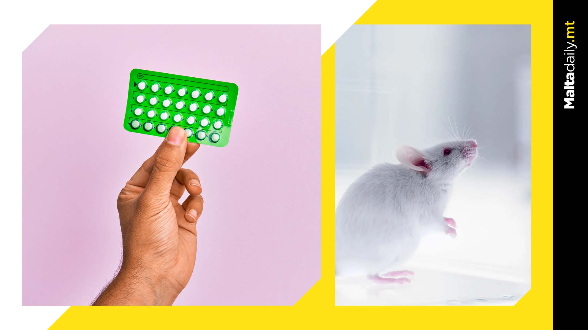 Male contraceptive pill 100% successful in first mice trials
