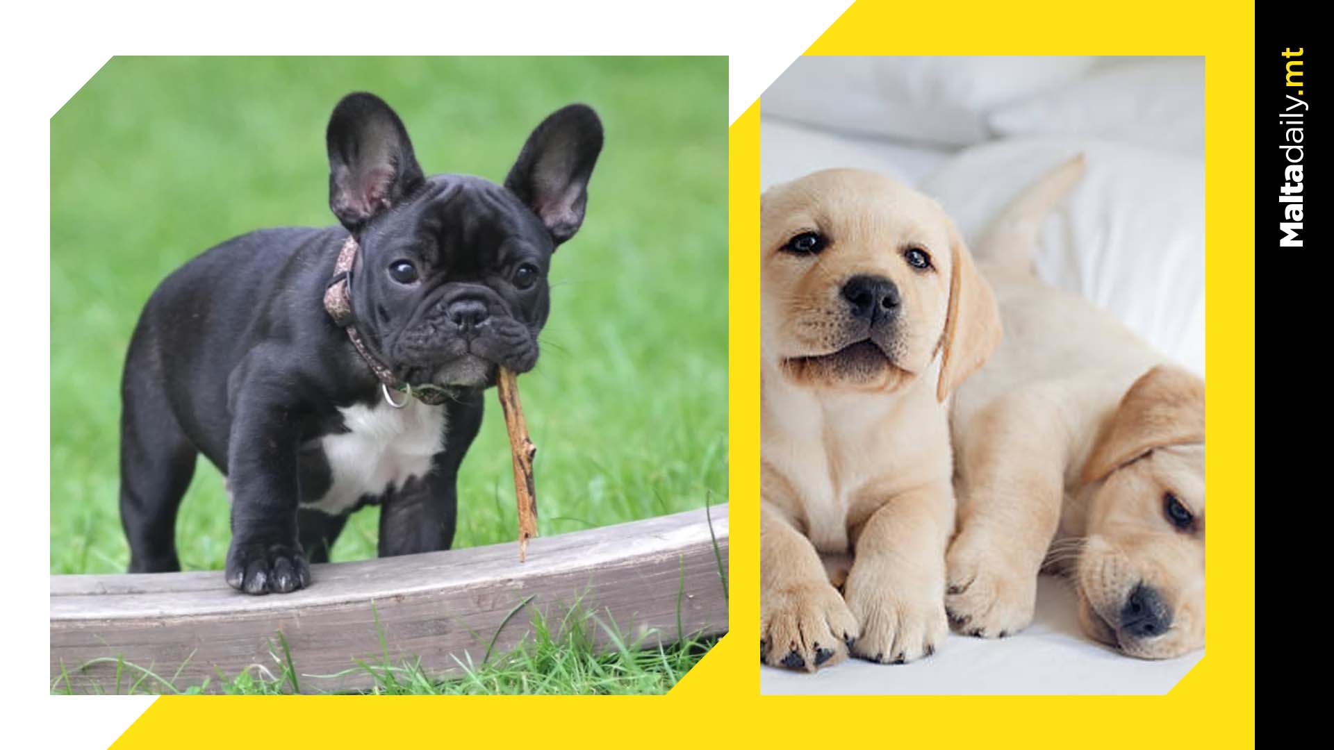 French bulldogs overtake labradors as most popular dogs in US