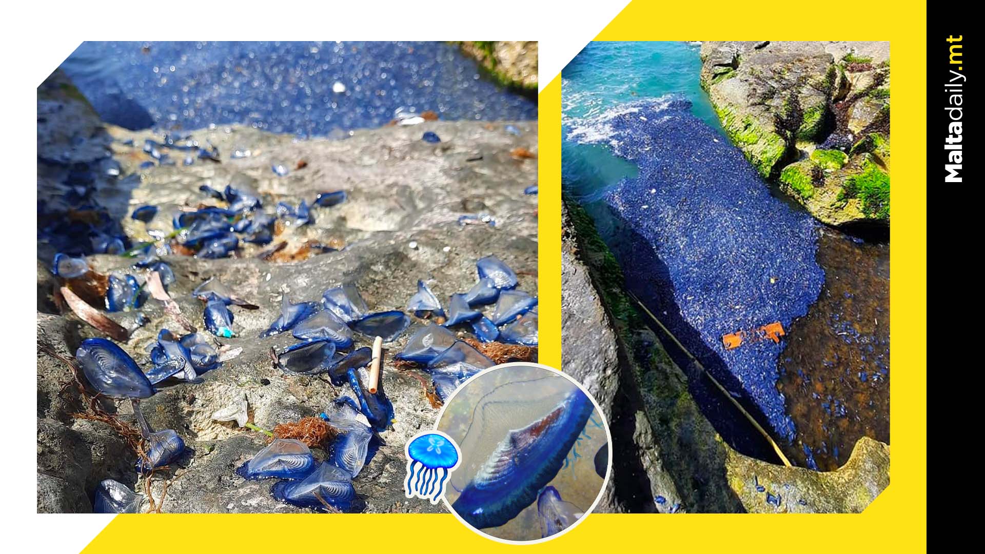 Blue jellyfish wash ashore in Gozo & Malta’s southern coast