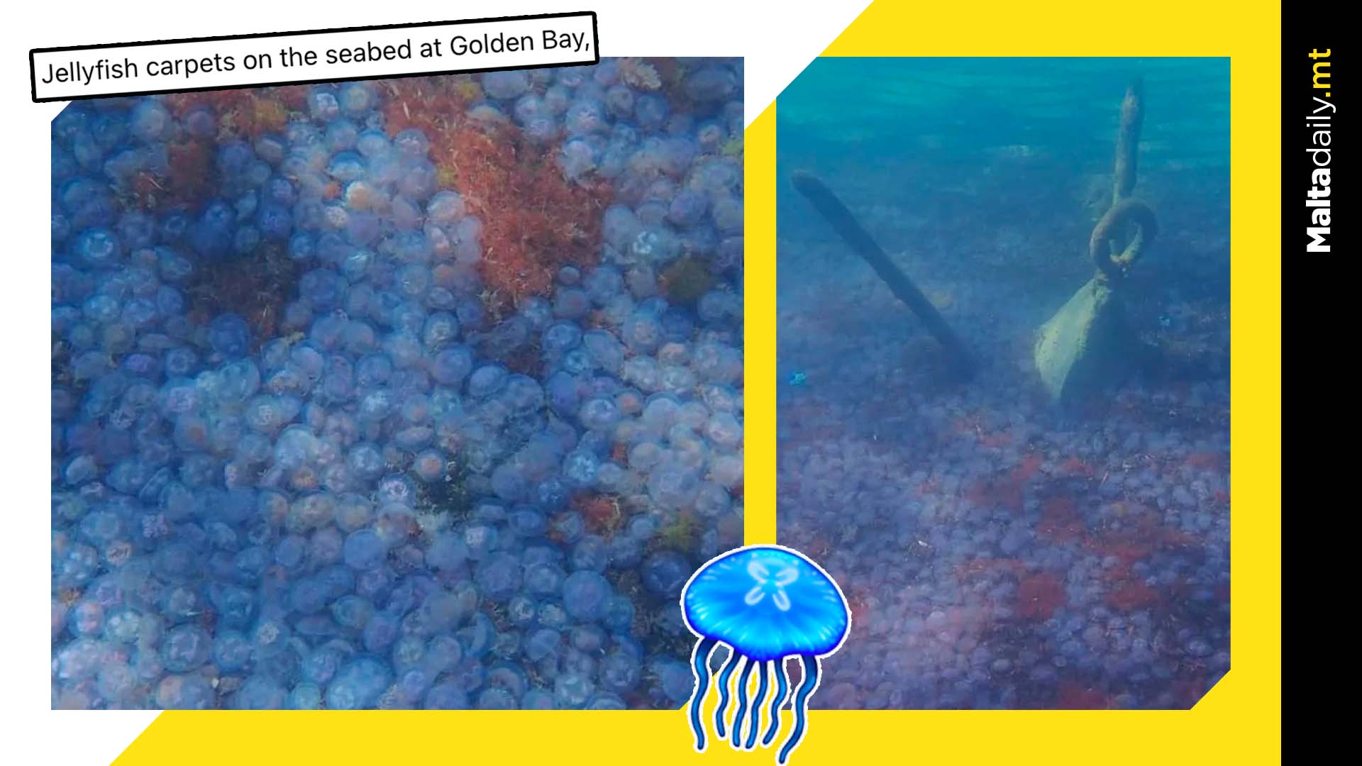 Massive jellyfish carpet spotted at Golden Bay seabed