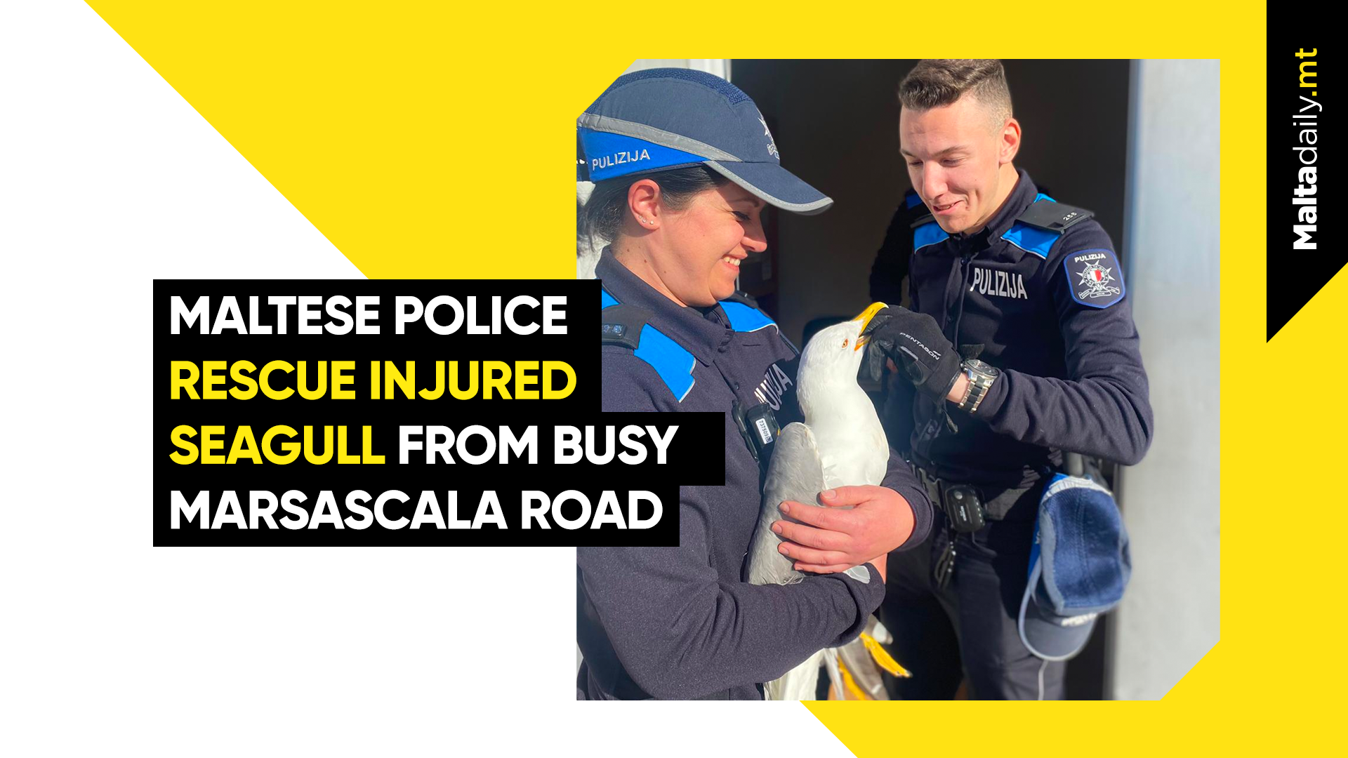 Maltese police rescue injured seagull from busy Marsascala road