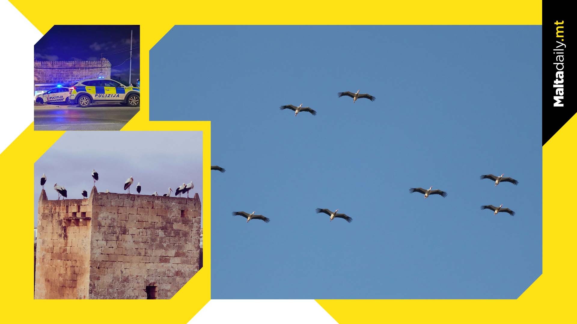 White Storks roosting in Malta safely guarded by police & BirdLife