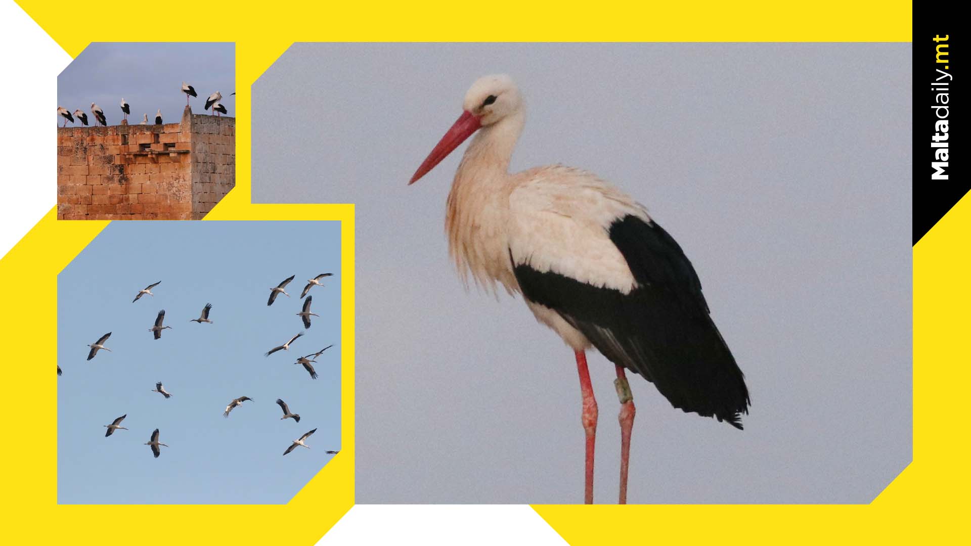 White storks safely make their way to Italy after roosting in Malta