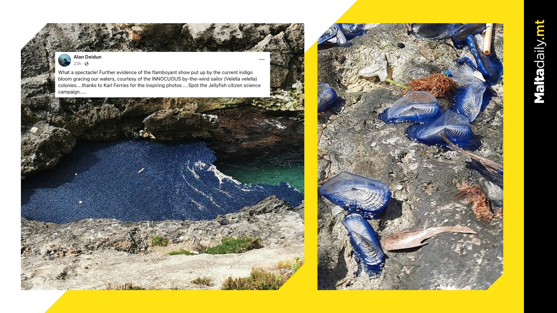 Blue jellyfish Filling Up Maltese Beaches