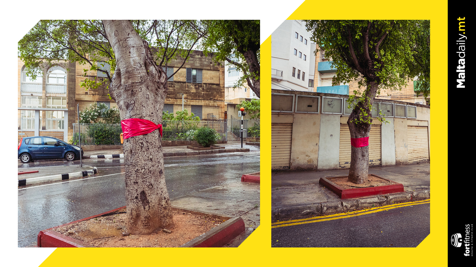 Red-draped trees spotted across Malta as uprooting uproar continues
