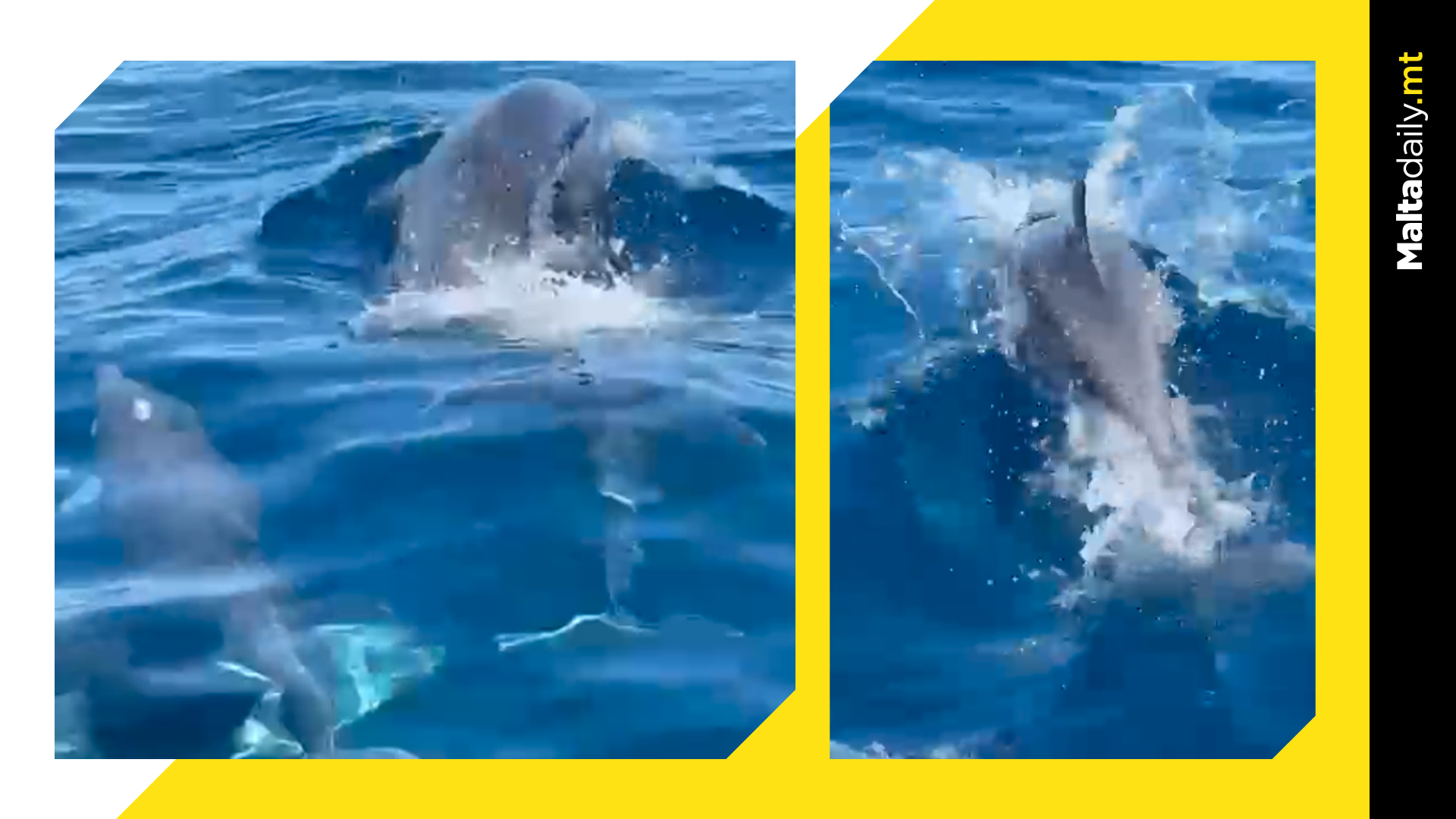 Dolphins swim alongside jet-ski in Armier Bay