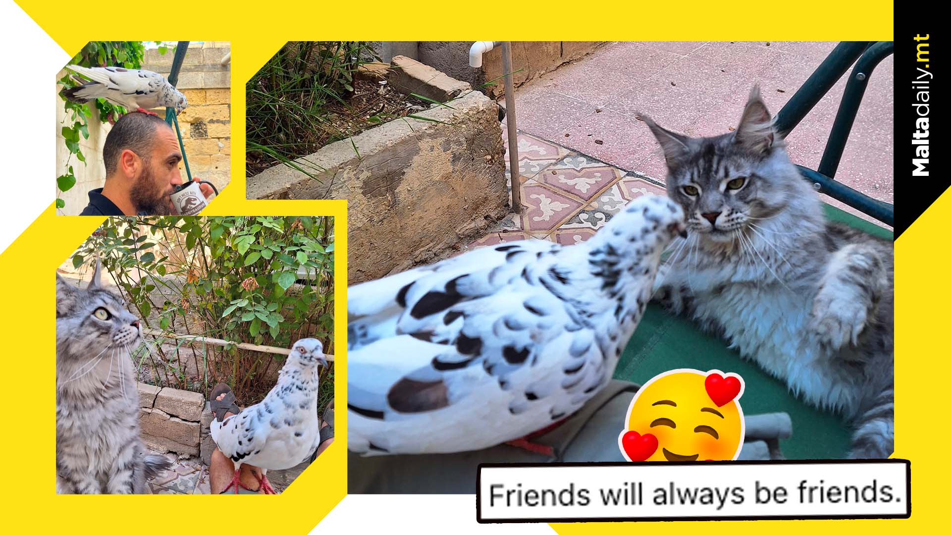 Unusual friendship between cat and squab