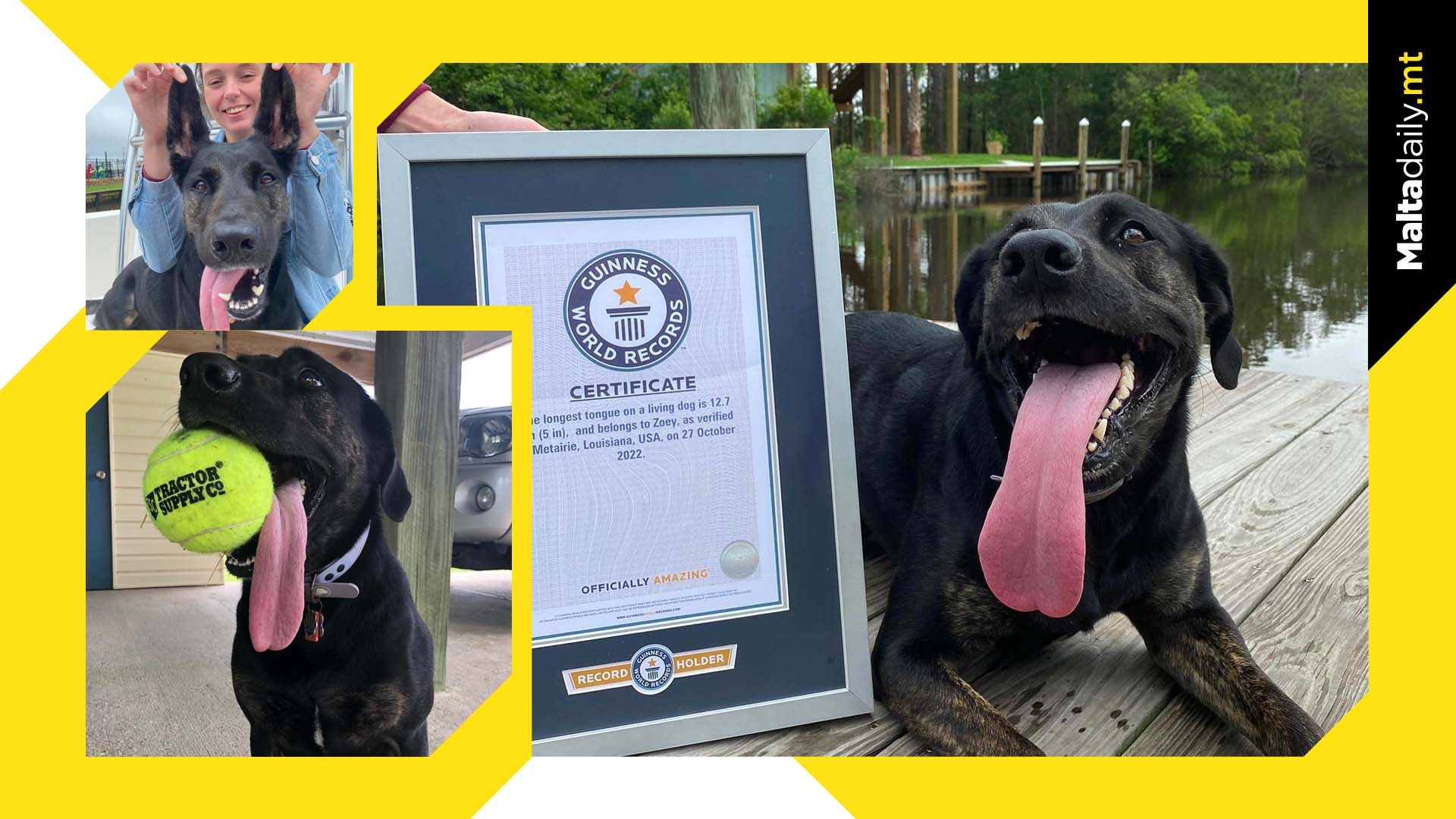 Dog earns Guinness World Record for longest tongue