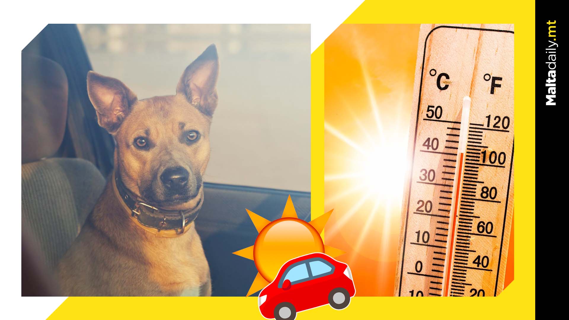 Beware dog car sickness as summer heat intensifies!