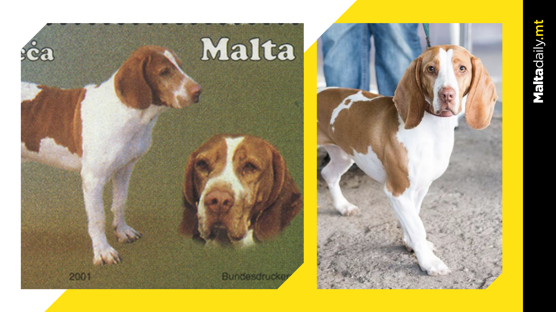 Celebrating The Maltese Hunting Dog