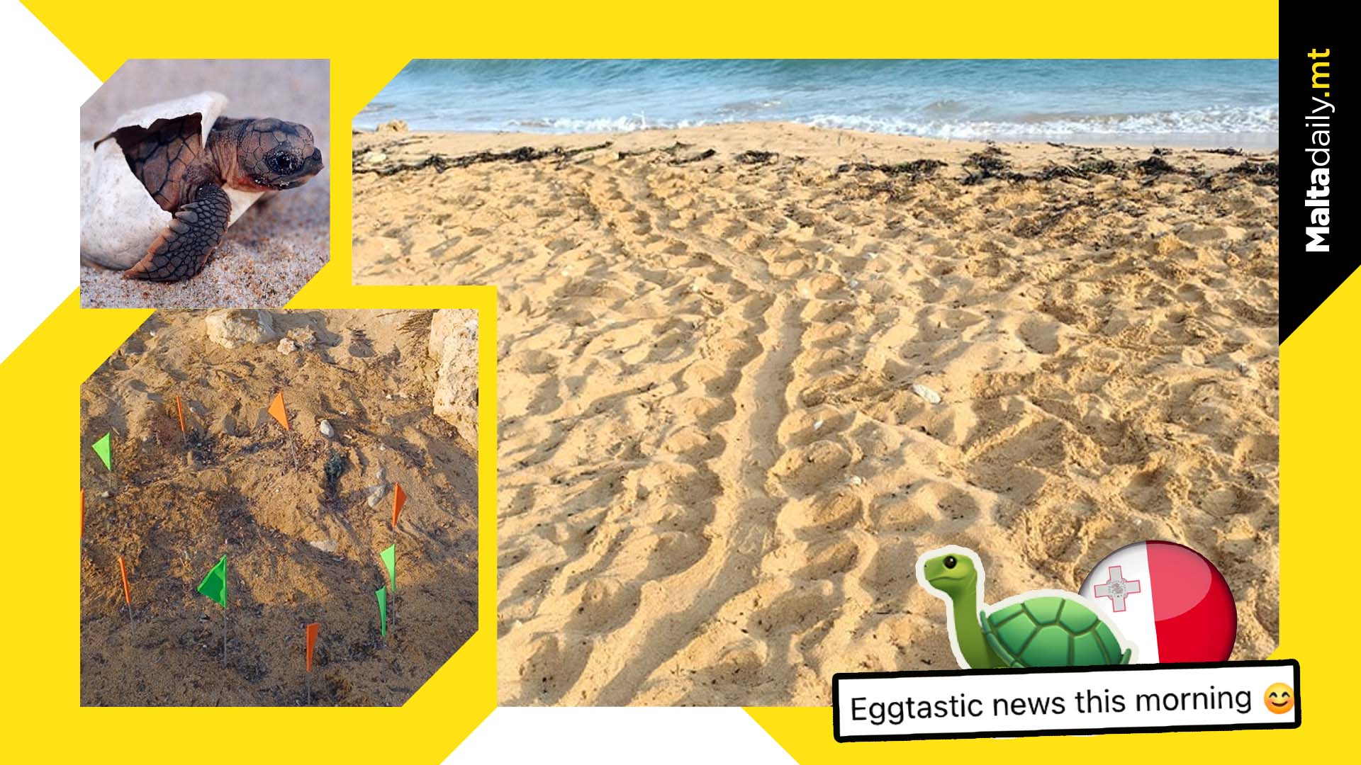 Second Turtle Nesting Site Found At Ġnejna Bay