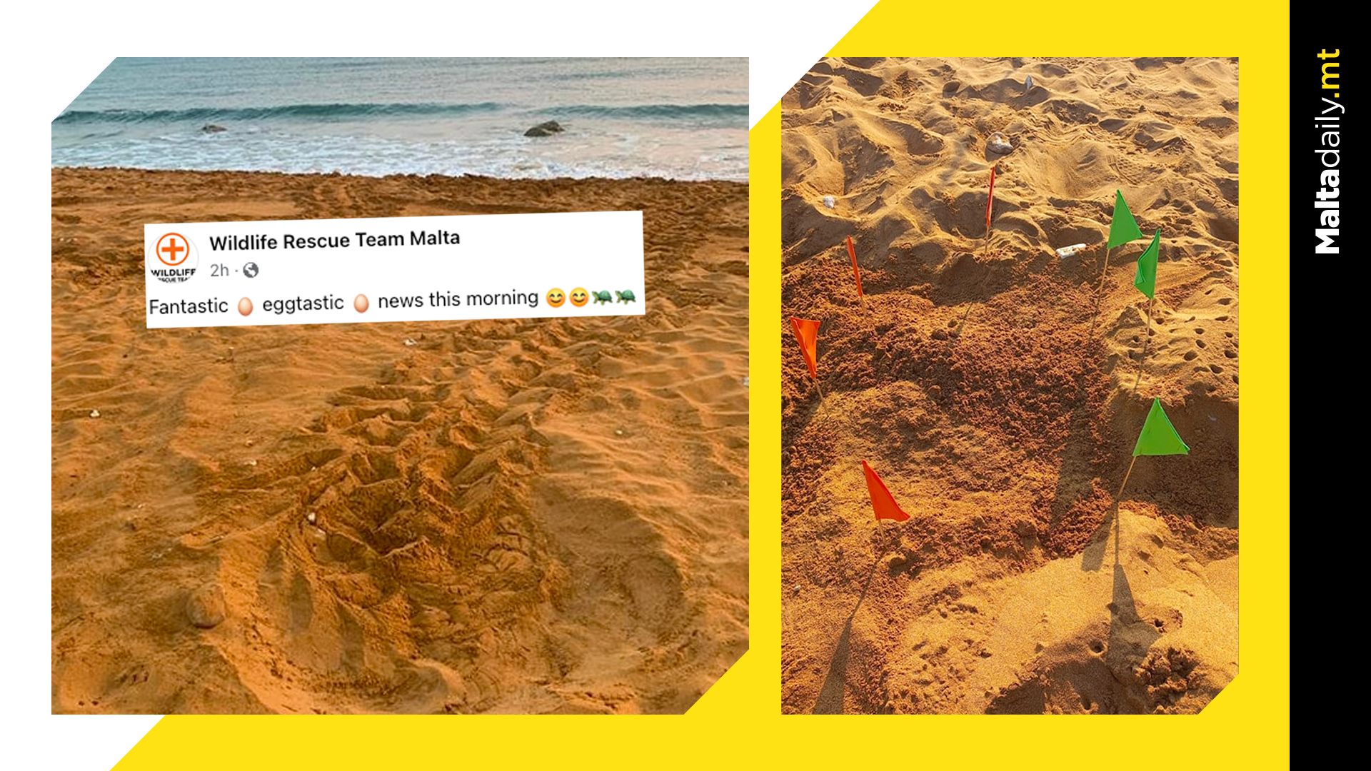 First Turtle Nesting Site Located at Ramla l-Ħamra