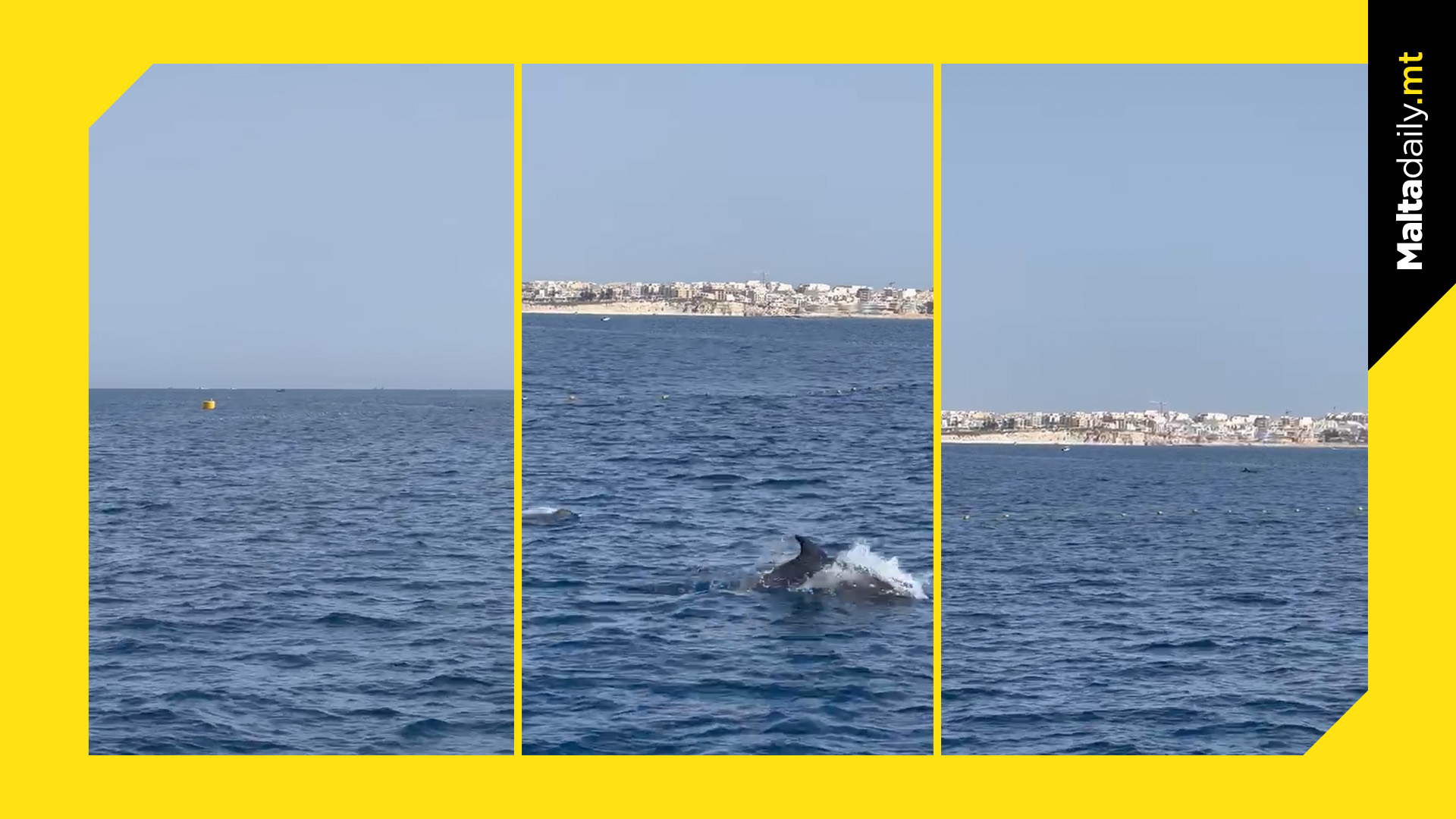 Majestic Dolphins Duo Spotted Near Hofriet, Marsaxlokk
