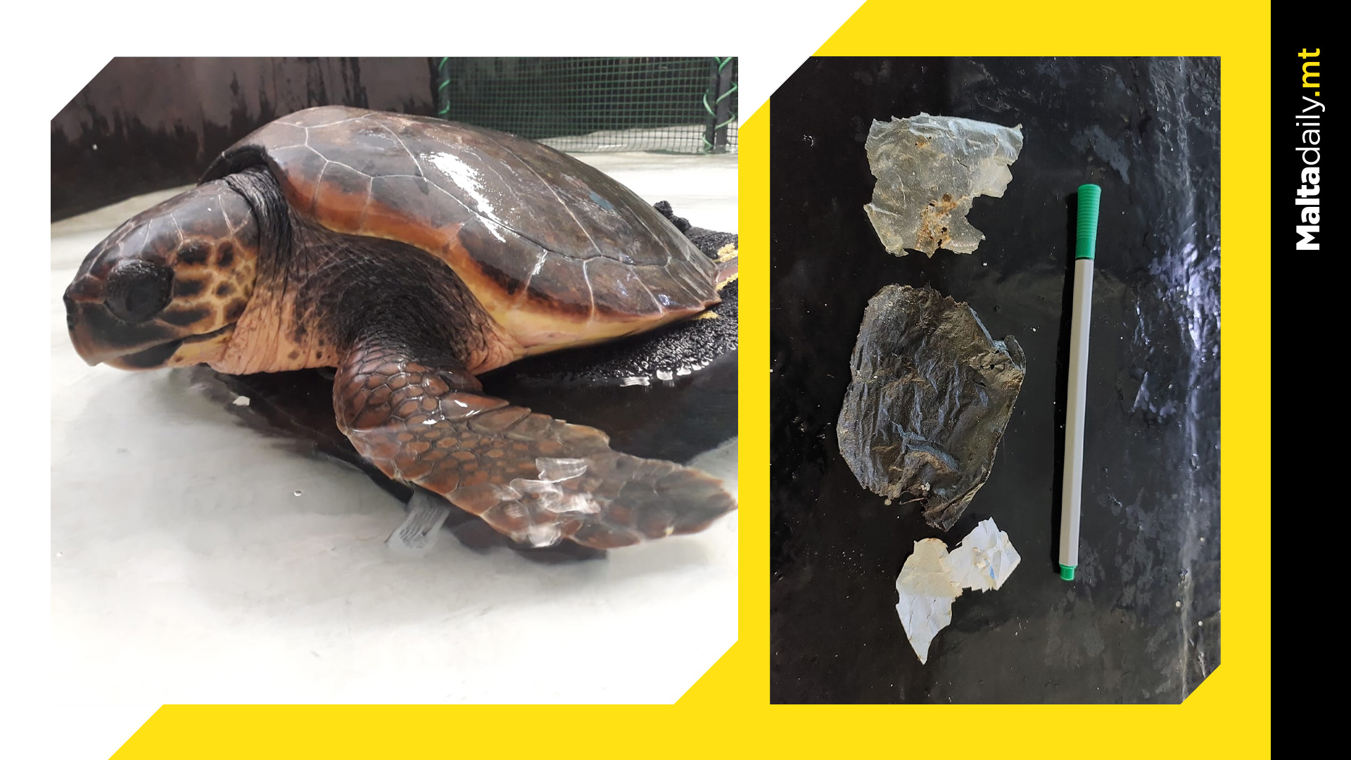 Rescued Sea Turtle 'Eva' Shines Light on Alarming Ocean Waste Situation