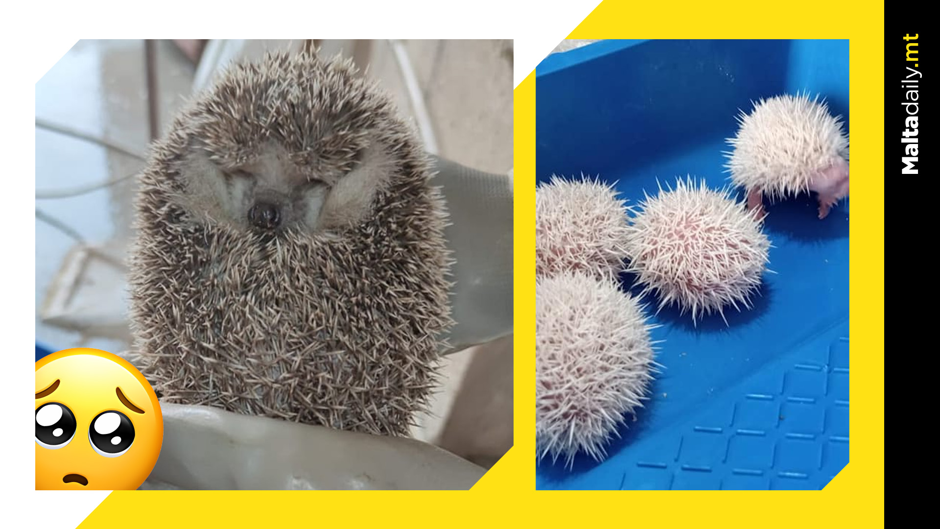 Hedgehog Gives Birth To Four Baby Hoglets At Birgu Regatta Club