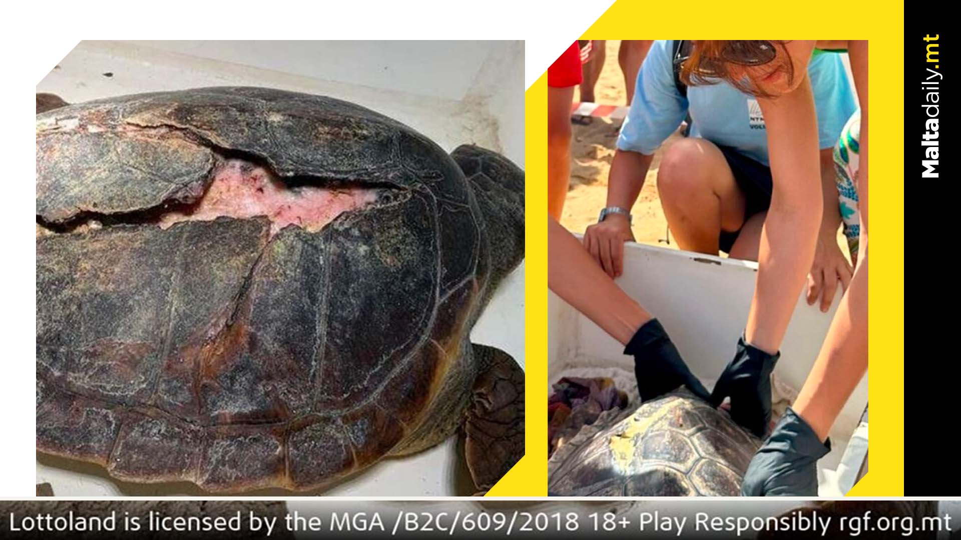The Inspirational Story Of A Female Turtle Returned To Sea