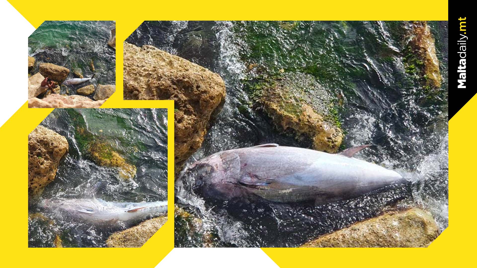 Dead Tuna Spotted Washed Up Dead In Xgħajra