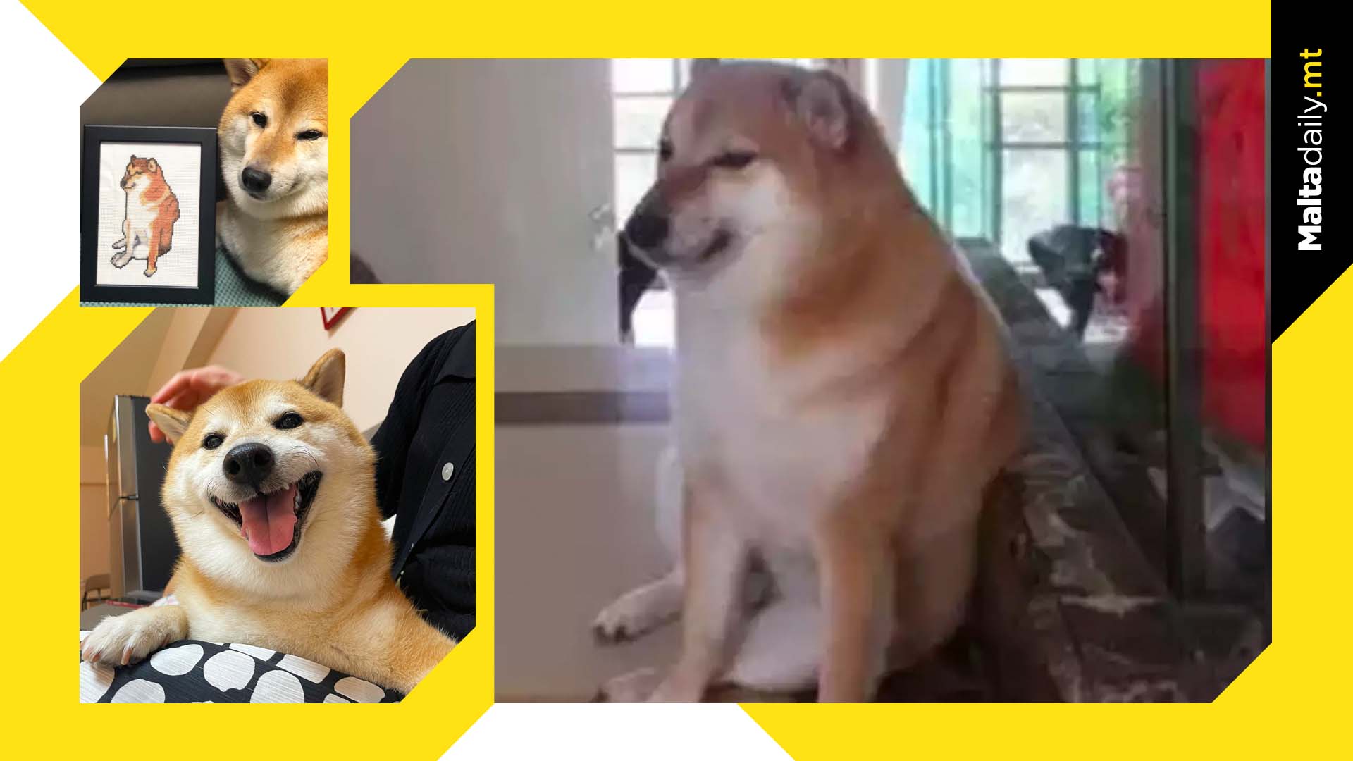 Viral Meme Dog Cheems Passes Away Aged 12