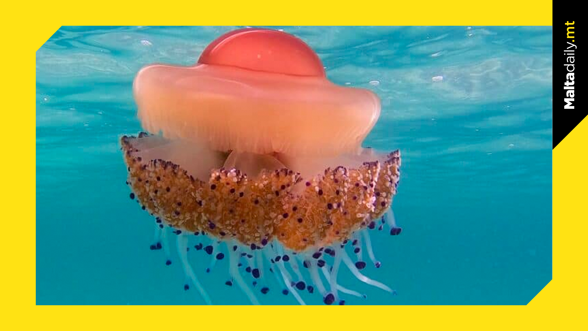 The Fried Egg Jellyfish Returns to Maltese Waters