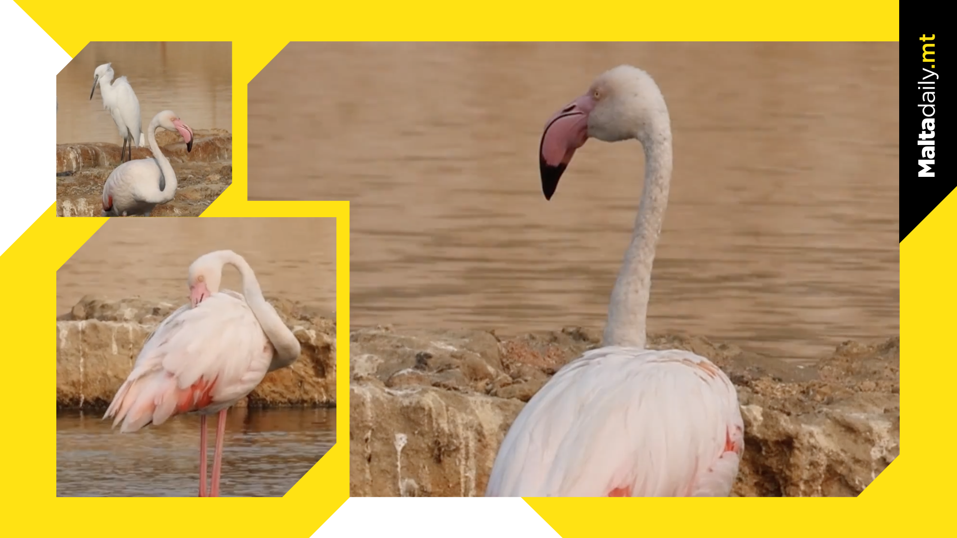Greater Flamingo Spotted At Salina Nature Reserve