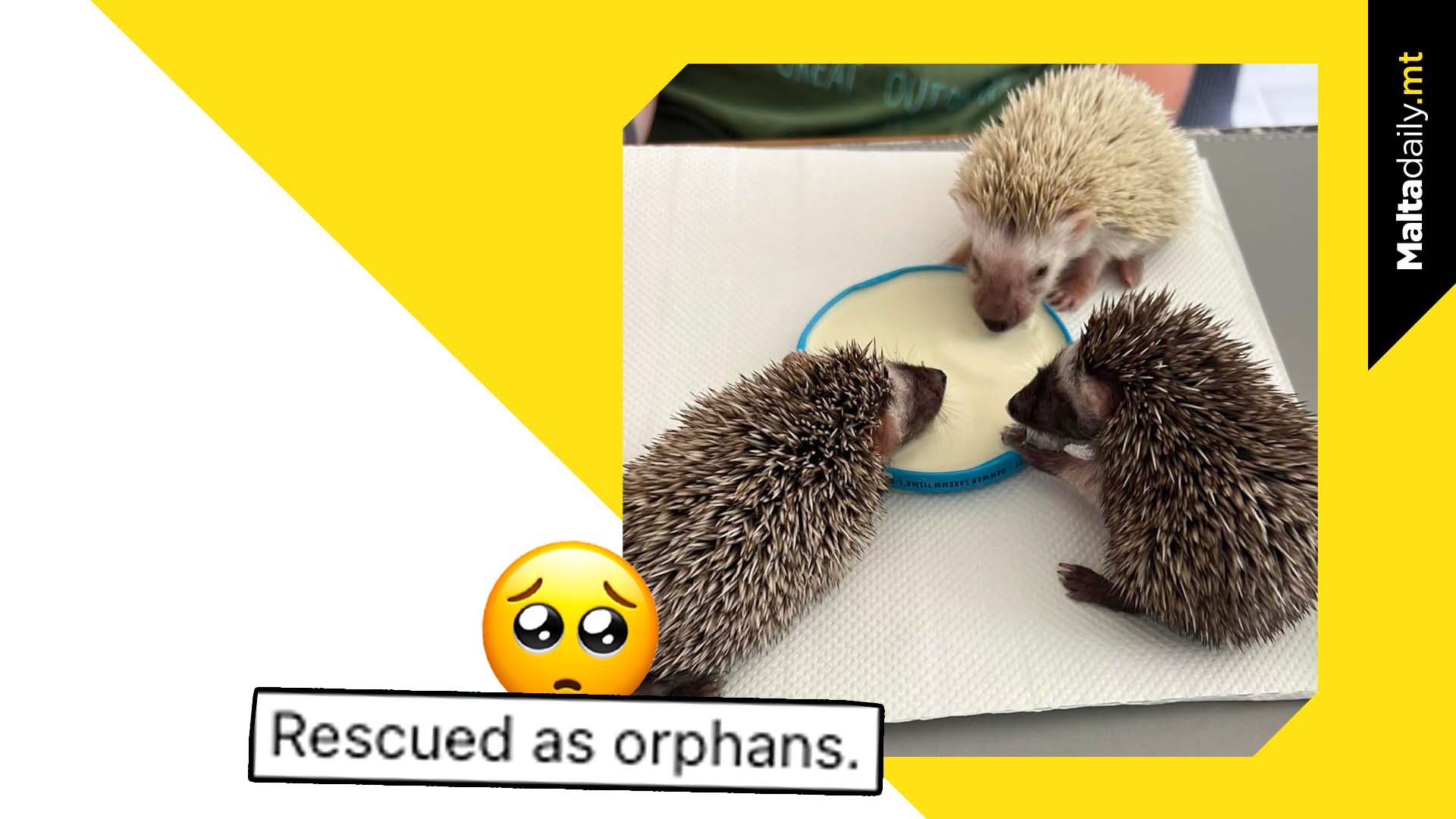 Three Orphan Hedgehogs Rescued: Under Rehab Prior To Release
