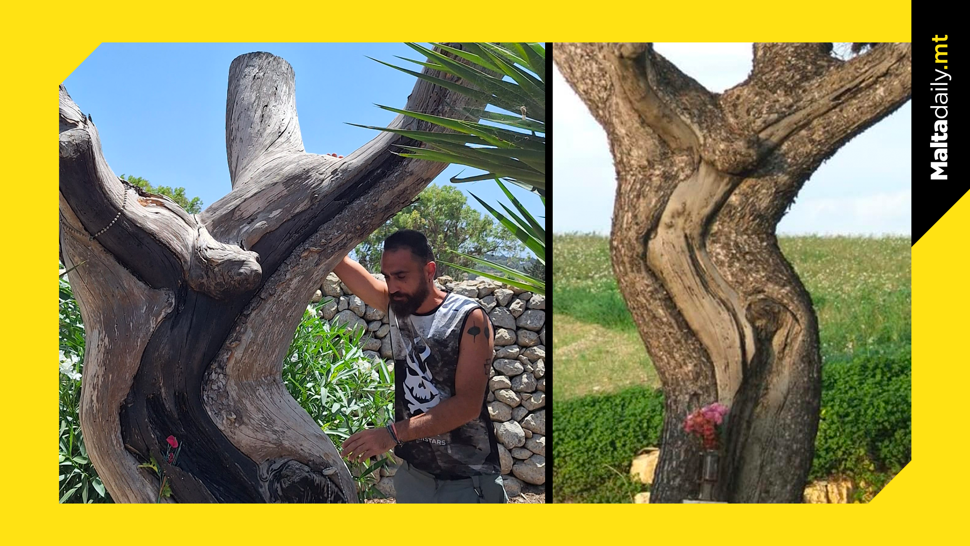 Saving the Sacred Siġra tas-Salib: A Tree with a Twist of Legends and Love!