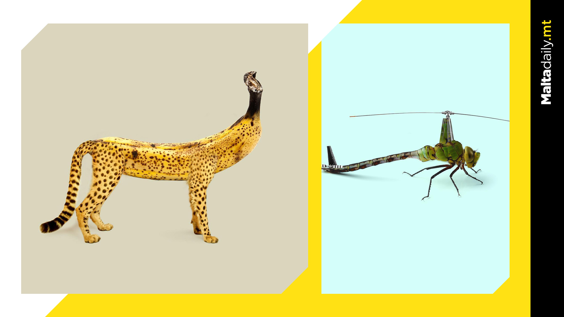 Animals & Everyday Objects Come Together in French Artists' Bizarre Project