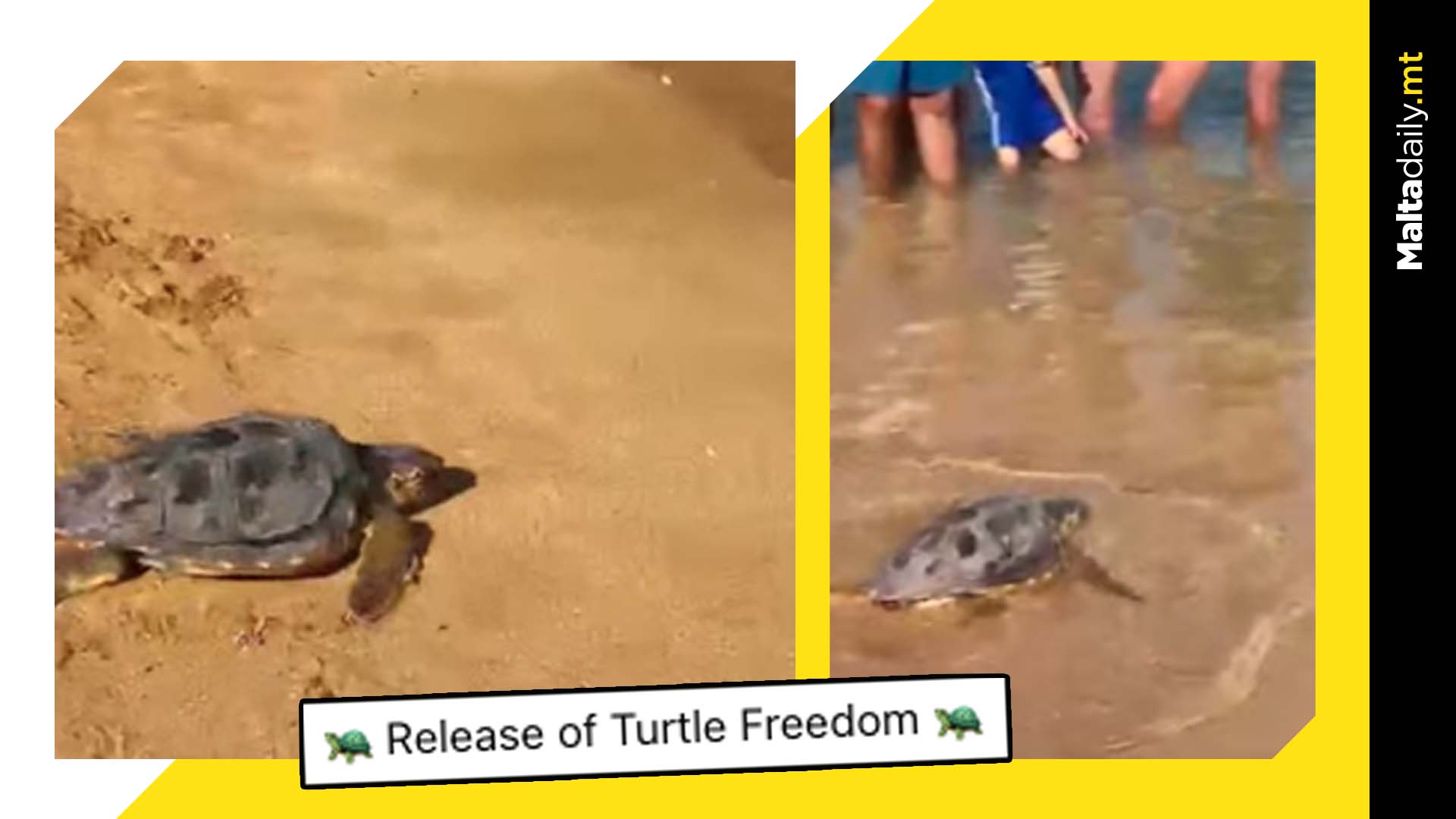 Freedom The Turtle Released Back Into The Sea