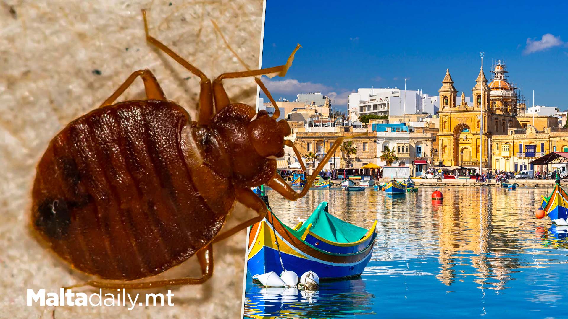 Bed Bug Infestation Makes Its Way To Malta