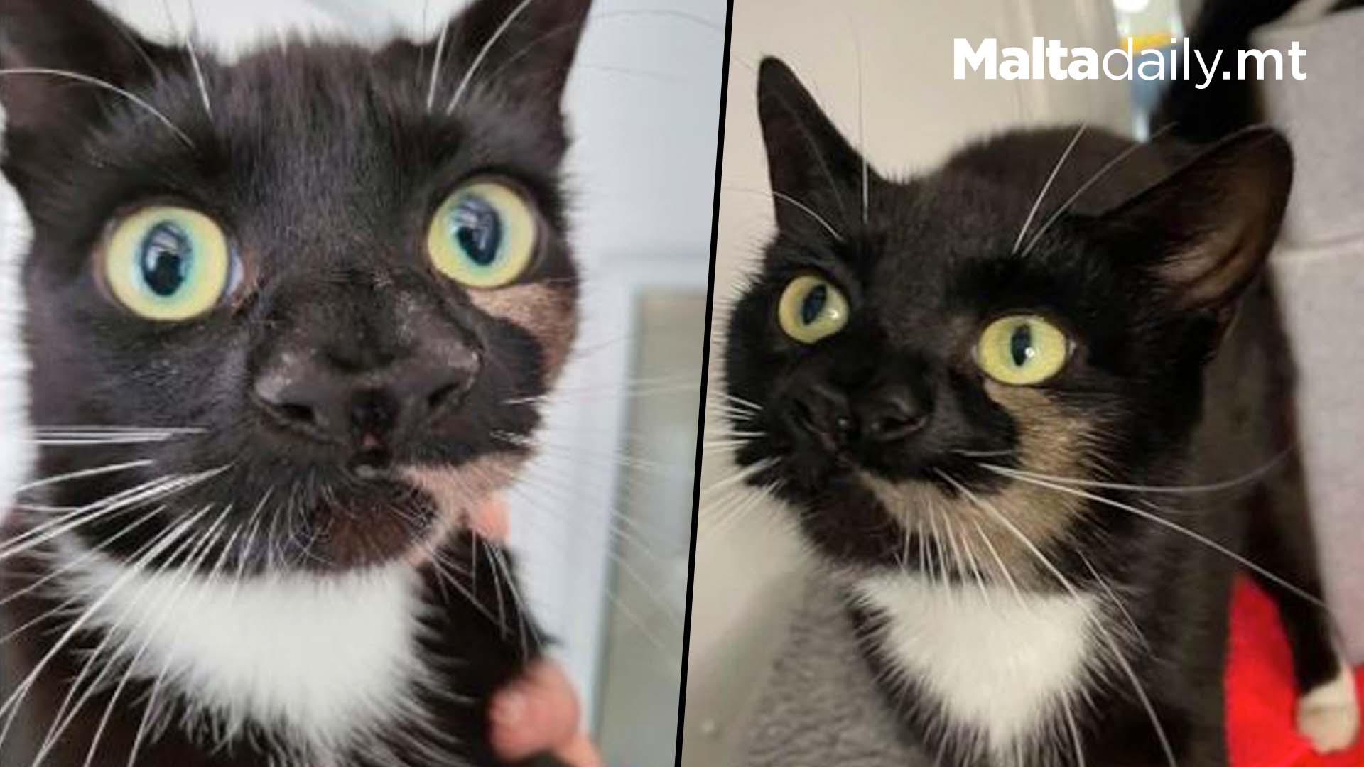 UK Rescue Cat Born With Two Noses