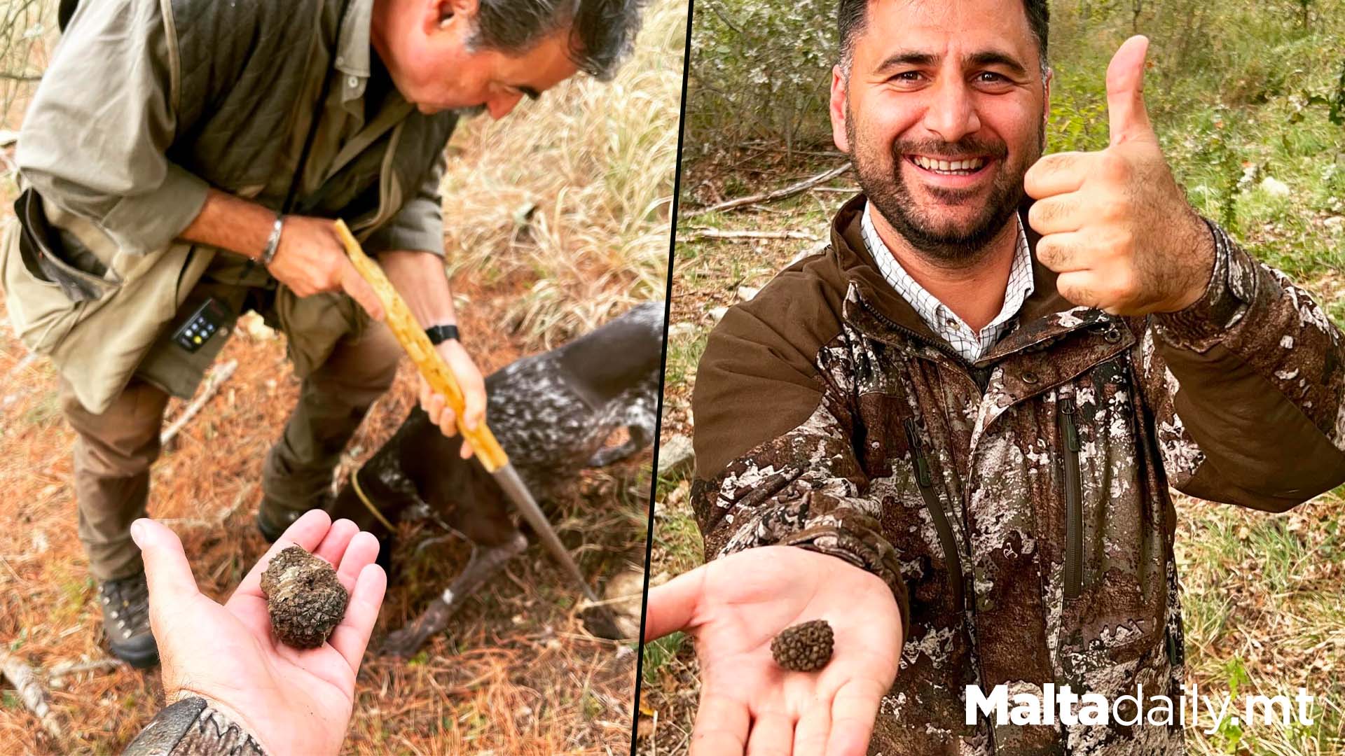 Maltese Hunters In Italy On Truffle Hunt In Heart Of Umbria